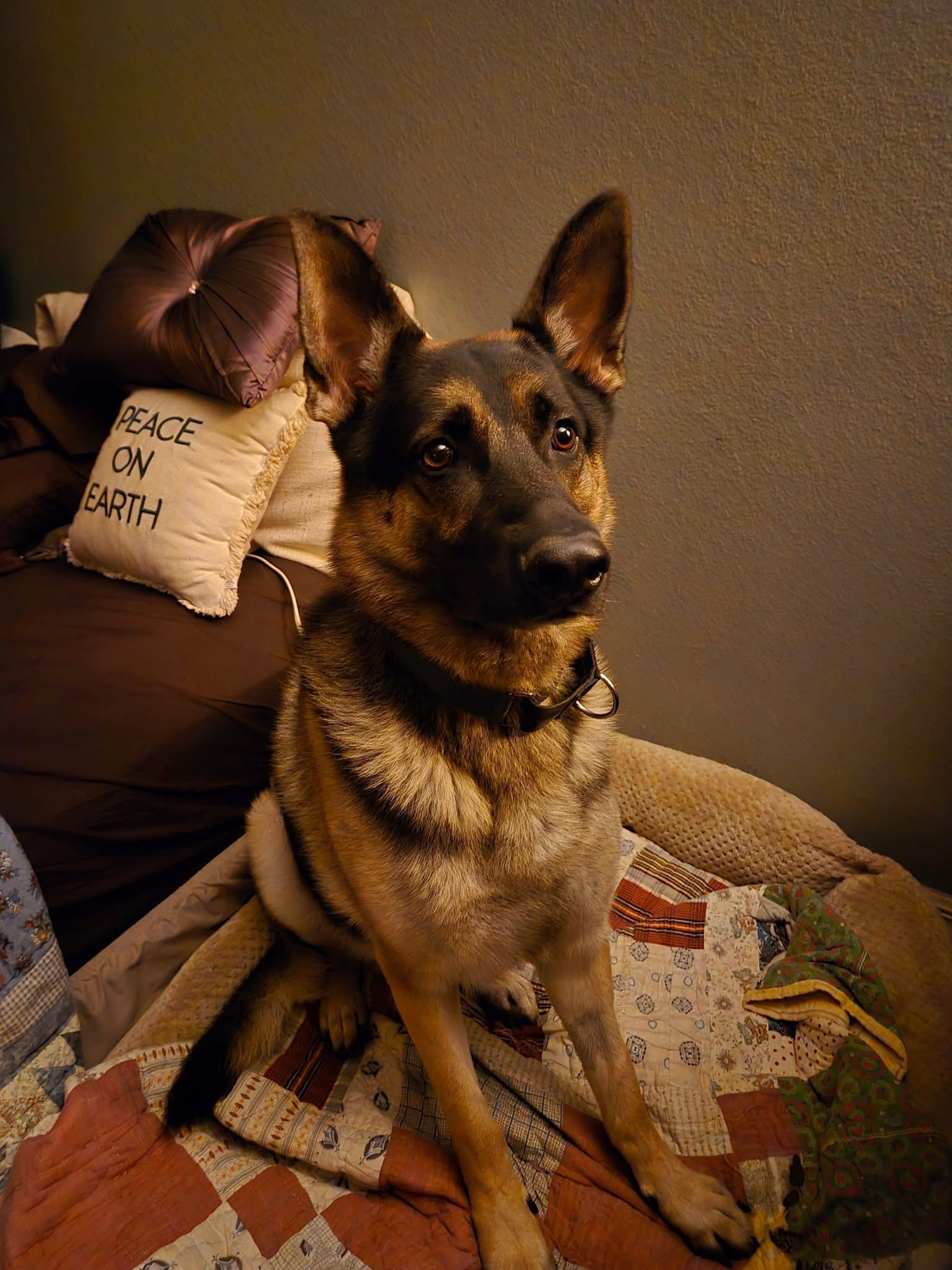 Enlarge Max, a Adoptable German Shepherd Dog in Palm Coast, FL image 2/6