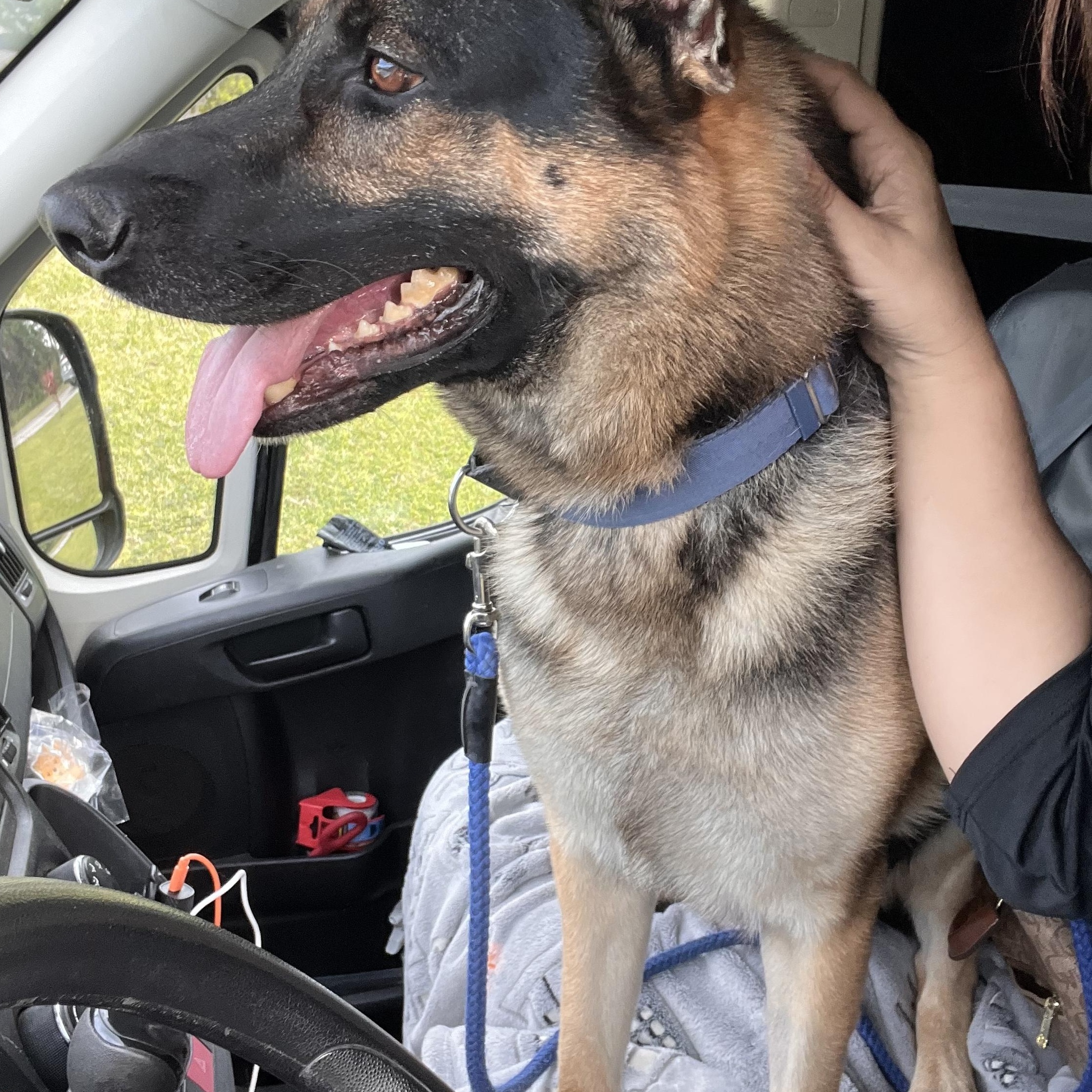 Enlarge Max, a Adoptable German Shepherd Dog in Palm Coast, FL image 5/6