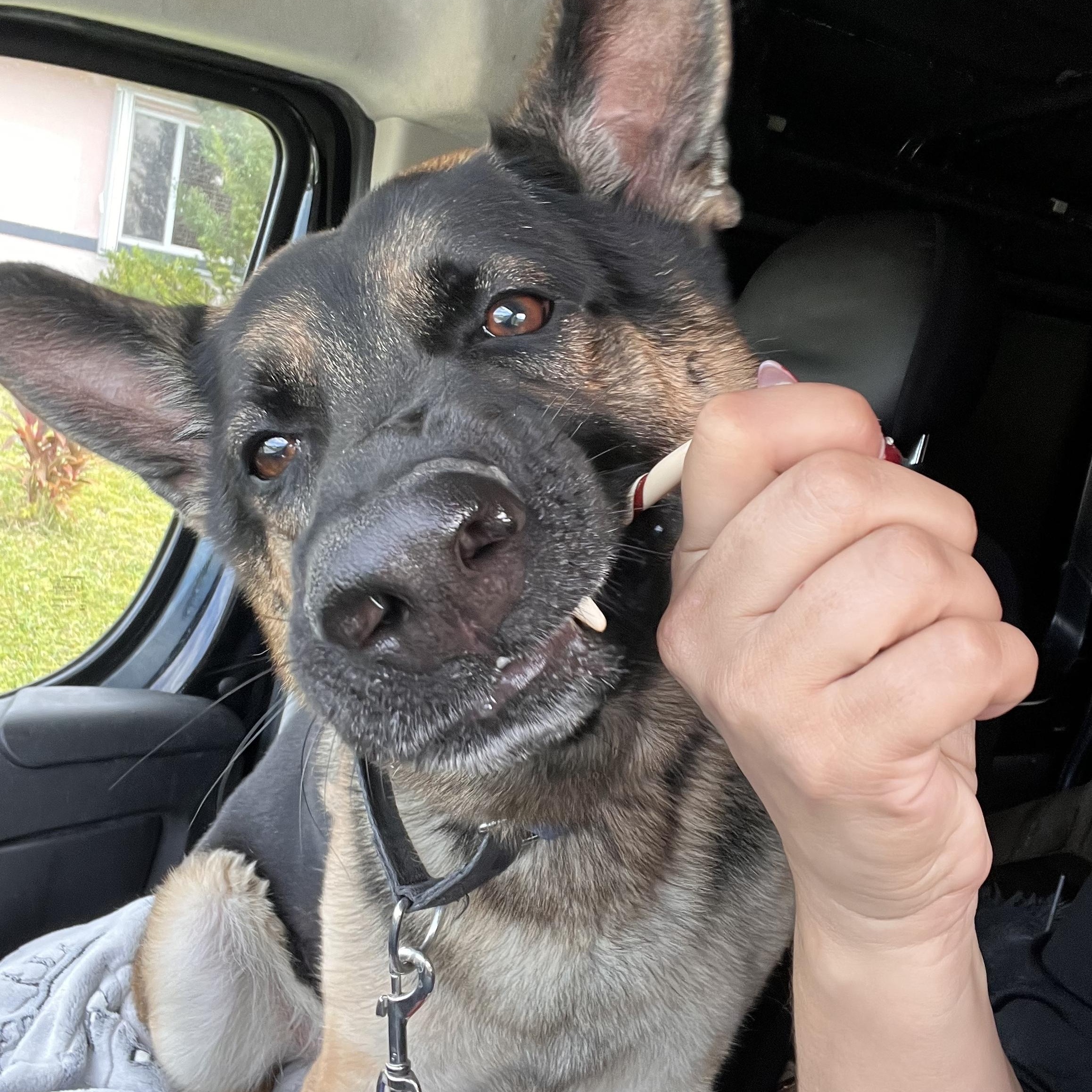 Enlarge Max, a Adoptable German Shepherd Dog in Palm Coast, FL image 6/6