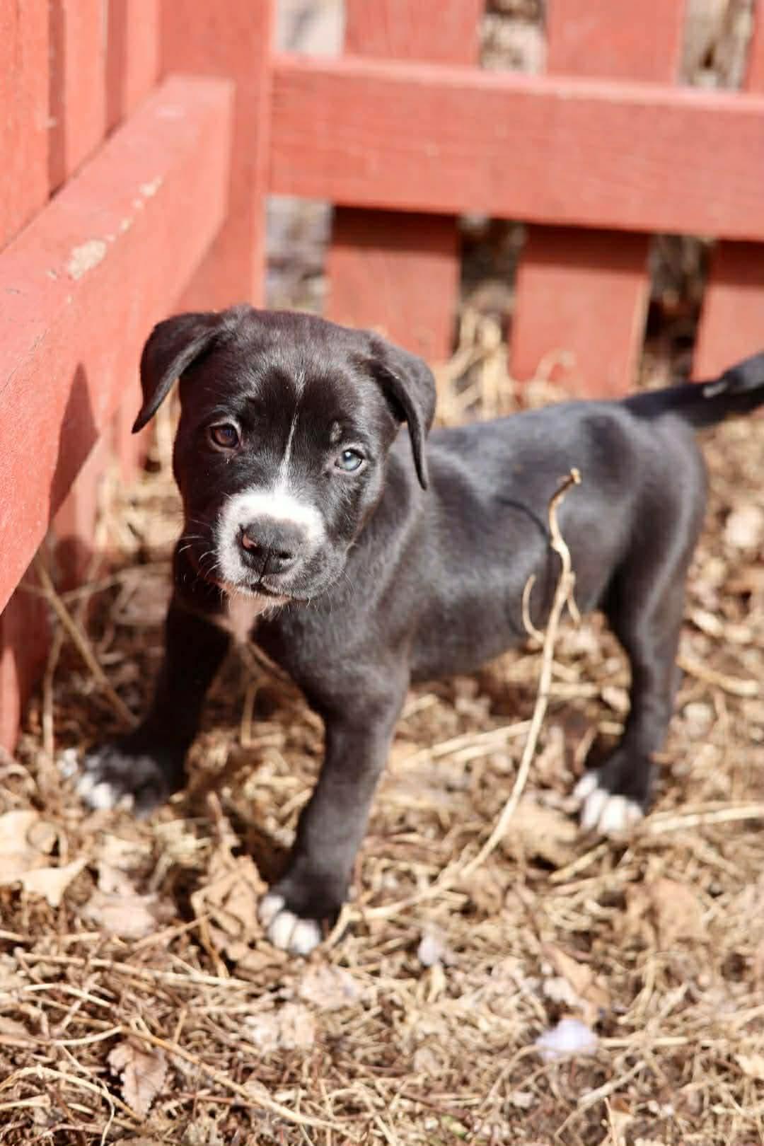 Axel, Adoptable, Young Male American Staffordshire Terrier.