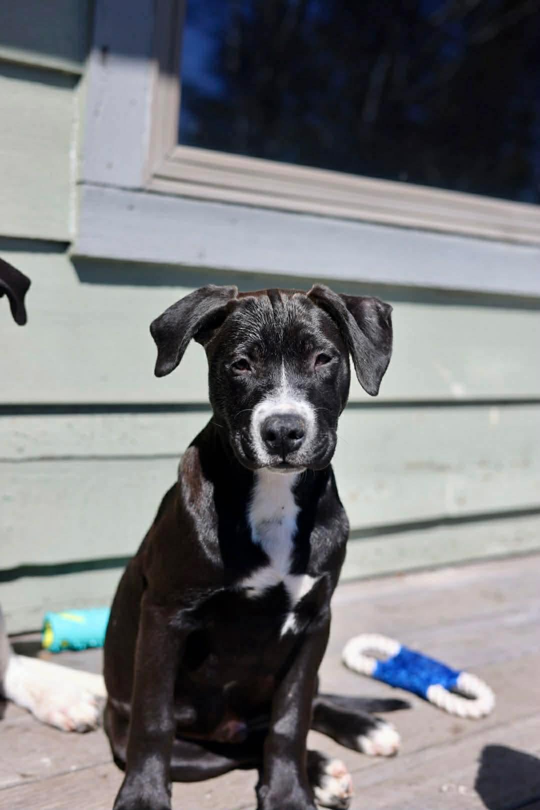 Axel, Adoptable, Young Male American Staffordshire Terrier.