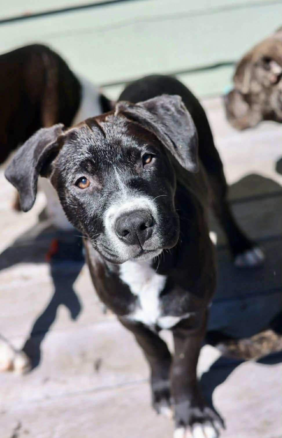 Axel, a Adoptable American Staffordshire Terrier in Duluth, MN image 2/3
