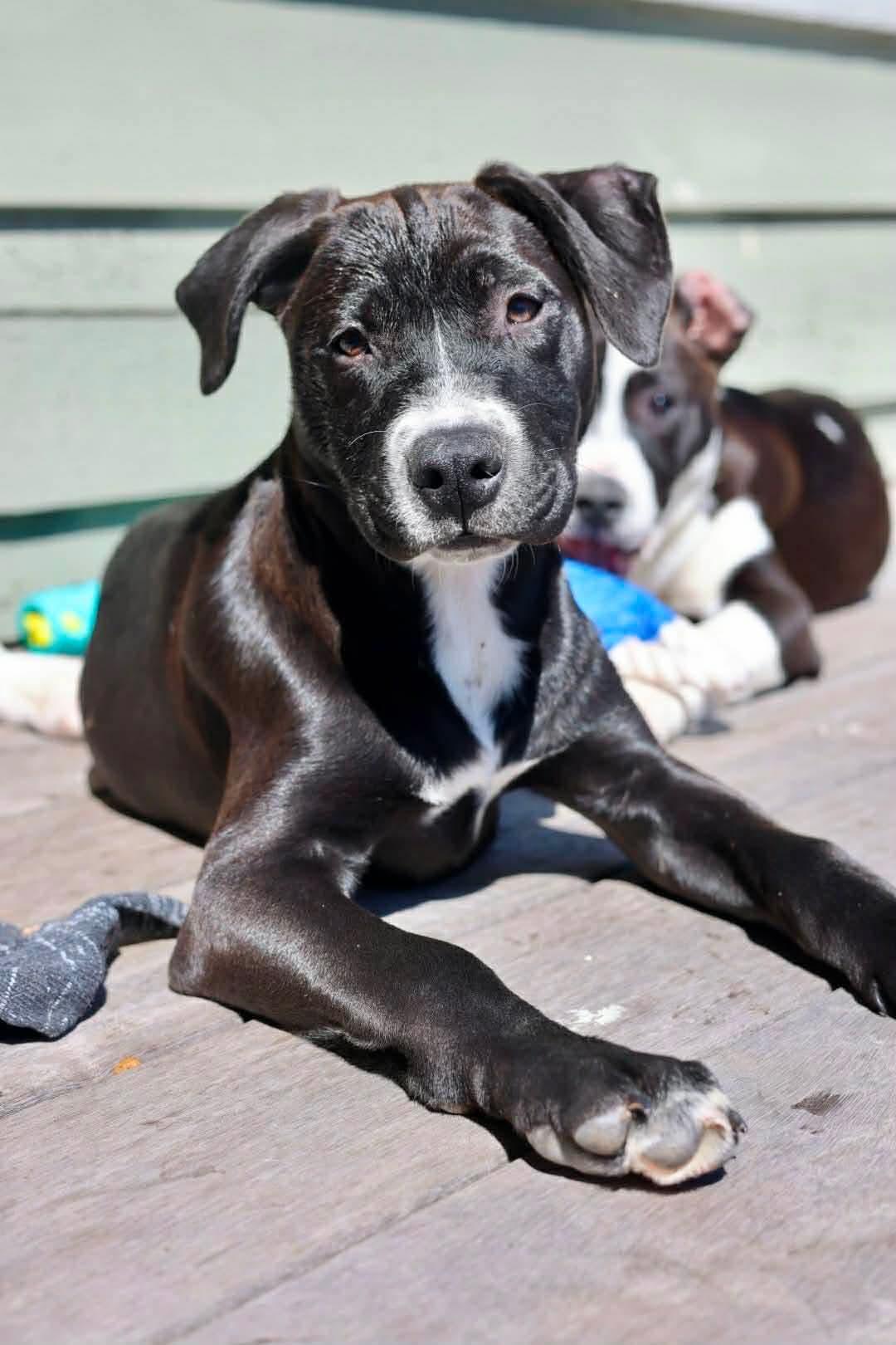 Axel, a Adoptable American Staffordshire Terrier in Duluth, MN image 3/3