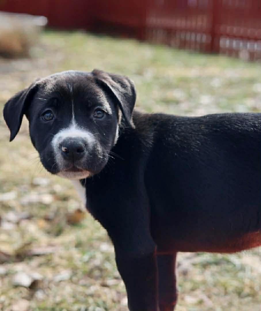 Enlarge Axel, a Adoptable American Staffordshire Terrier in Duluth, MN image 2/3