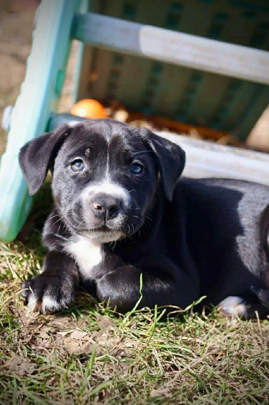 Enlarge Axel, a Adoptable American Staffordshire Terrier in Duluth, MN image 3/3