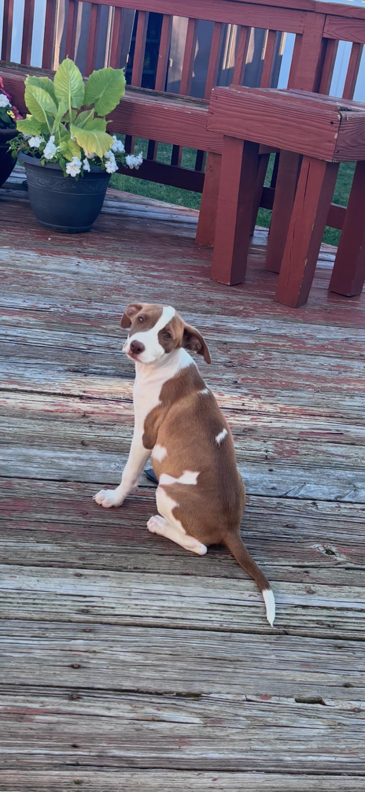 Enlarge Britt, a Adopted mixed breed in seaside heights, NJ image 3/3