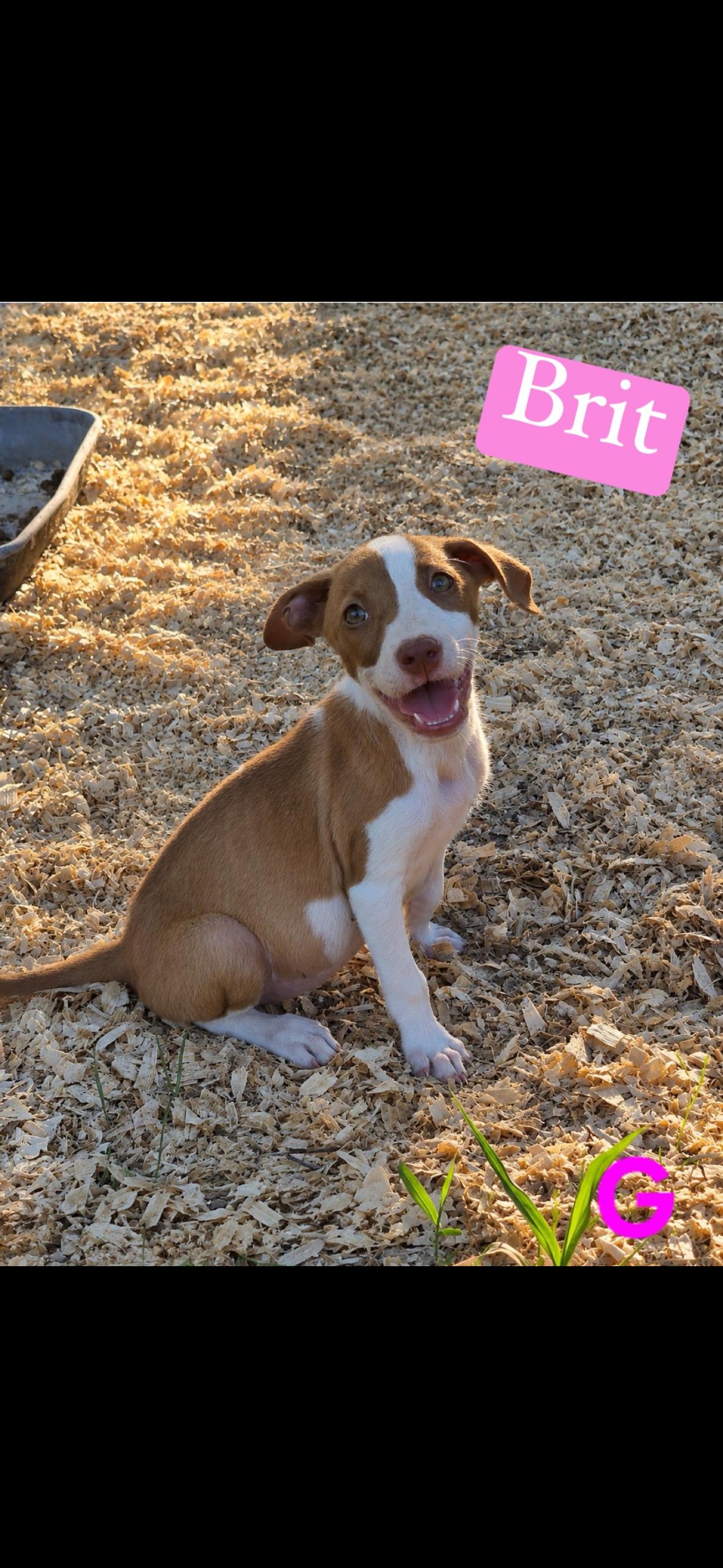 Enlarge Britt, a Adopted mixed breed in seaside heights, NJ image 2/3