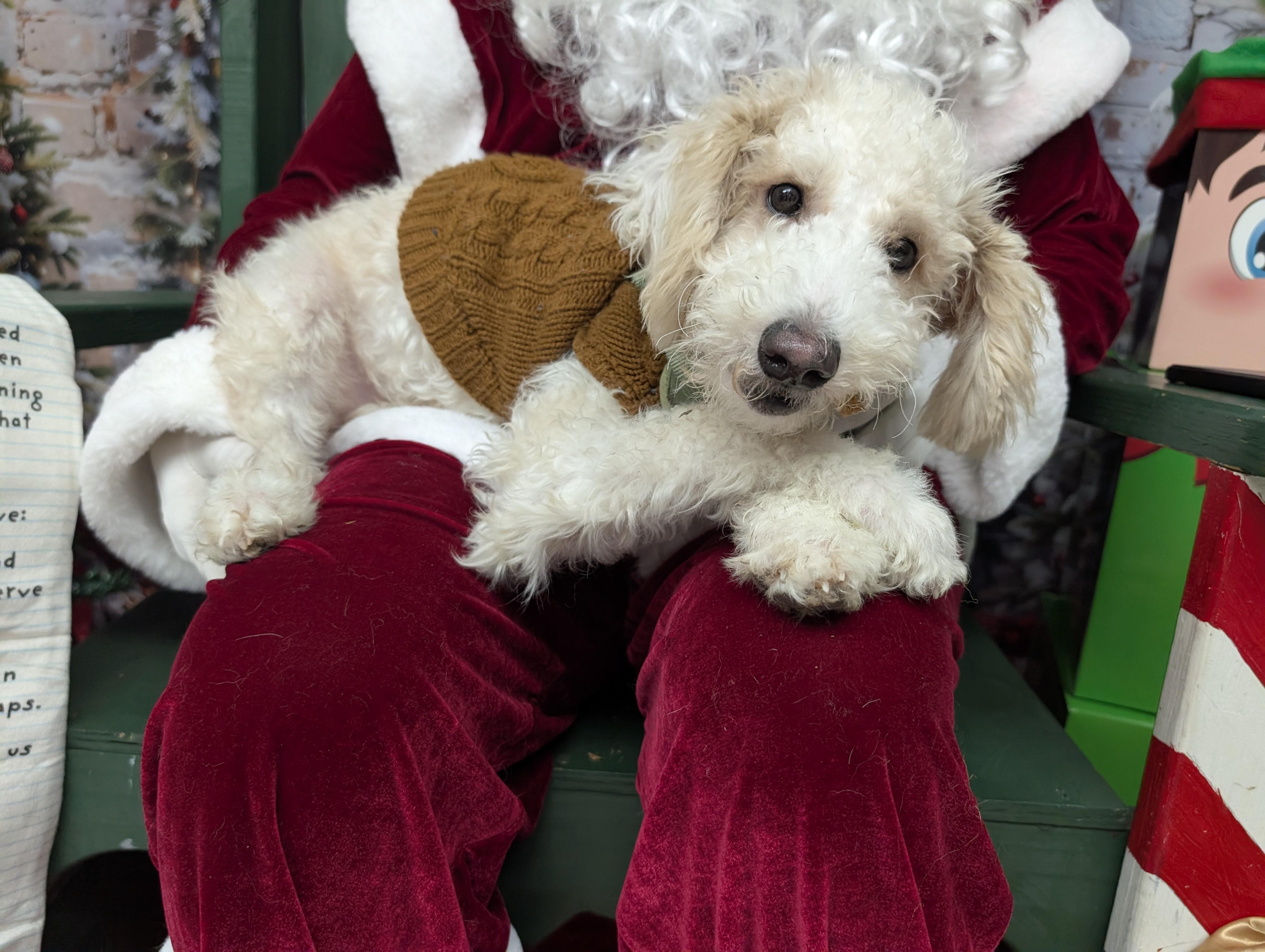 Kloud, ADOPTABLE, Puppy Male Poodle.