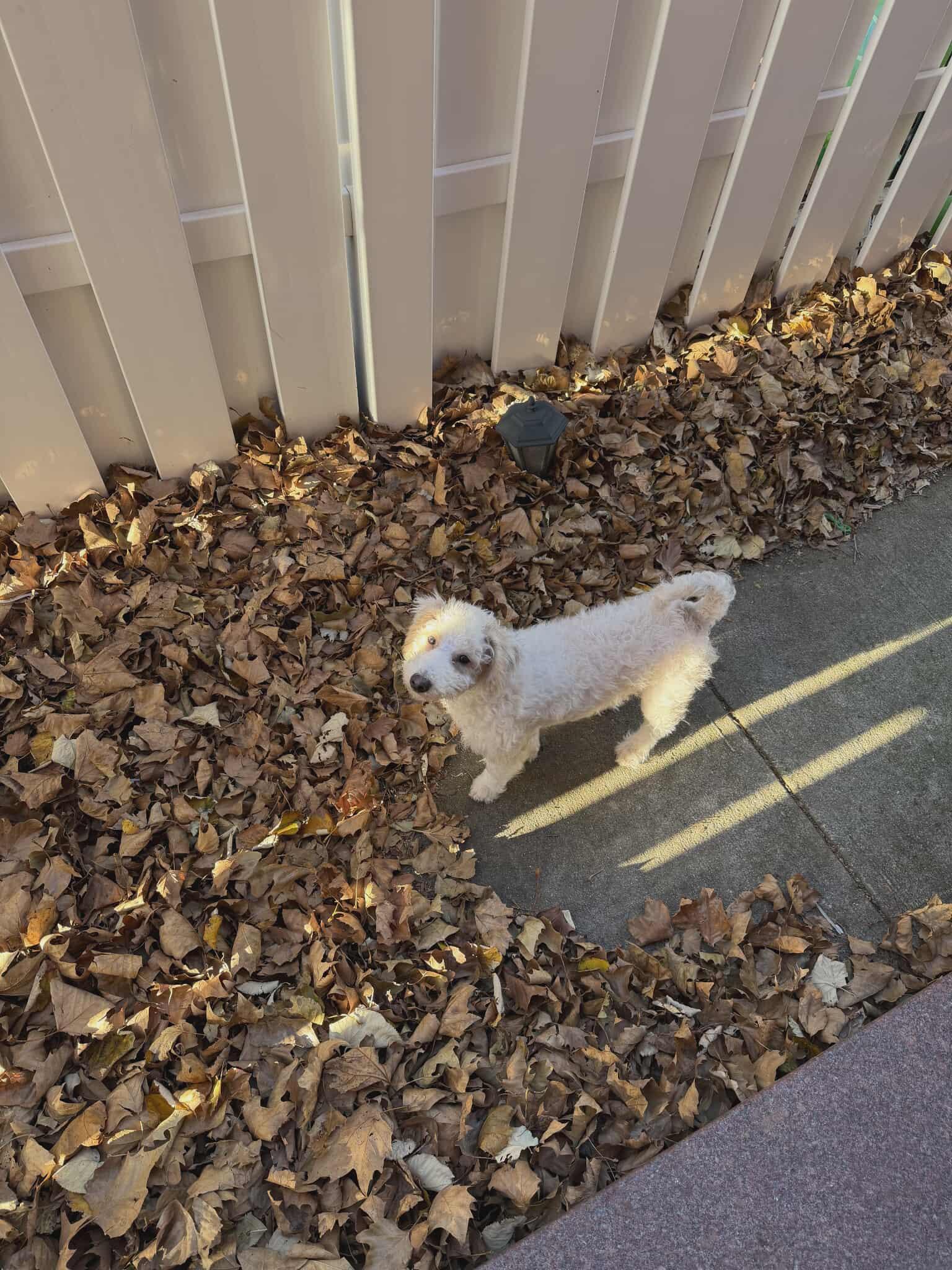 Kloud, a ADOPTABLE Poodle in Ozone Park, NY image 2/4