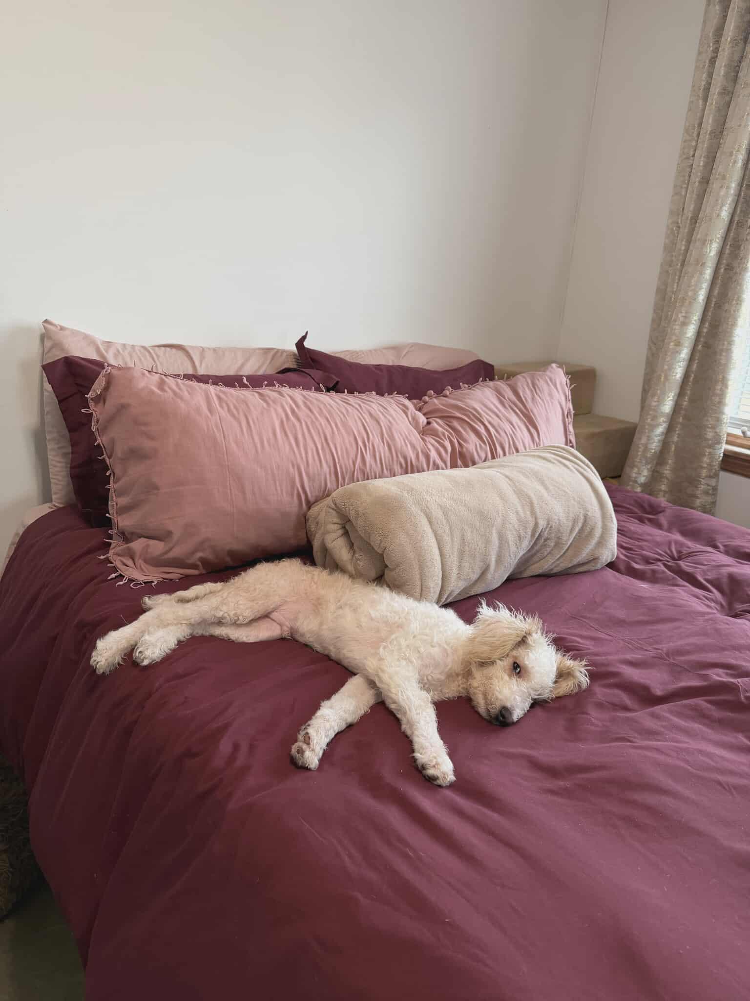 Kloud, a ADOPTABLE Poodle in Ozone Park, NY image 3/4