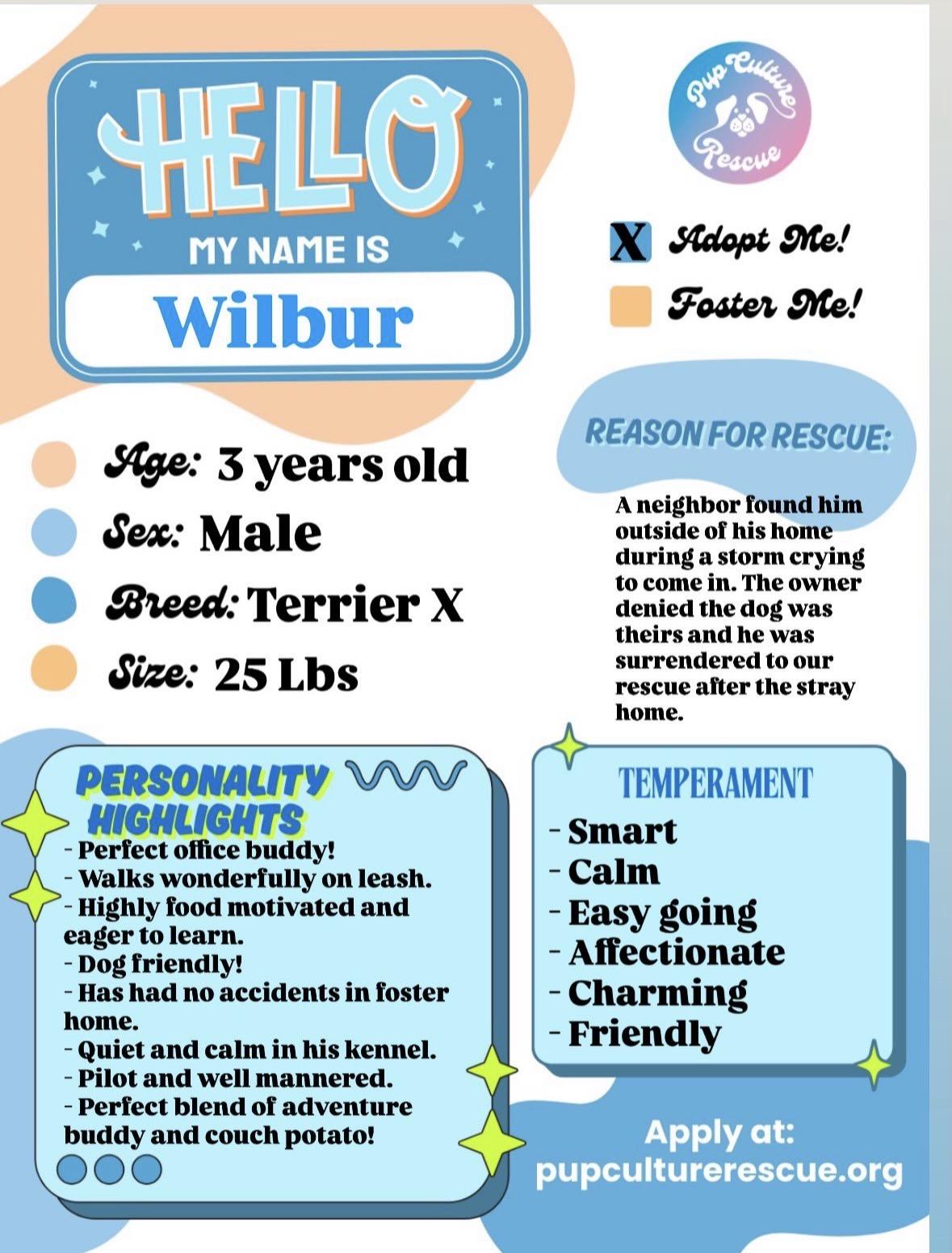 Enlarge Wilbur, a Adoptable mixed breed in Pasadena, CA image 2/6