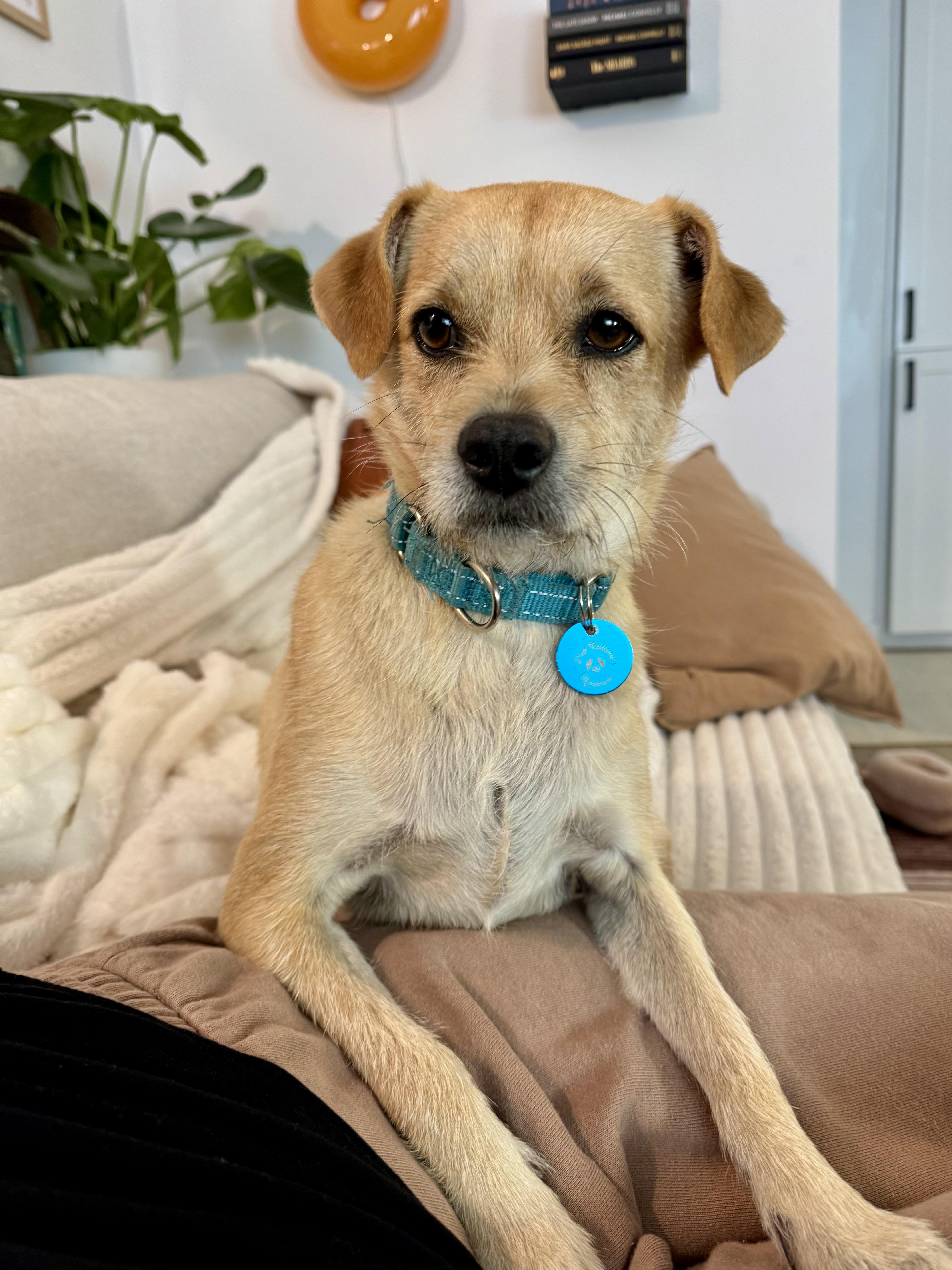 Enlarge Wilbur, a Adoptable mixed breed in Pasadena, CA image 4/6