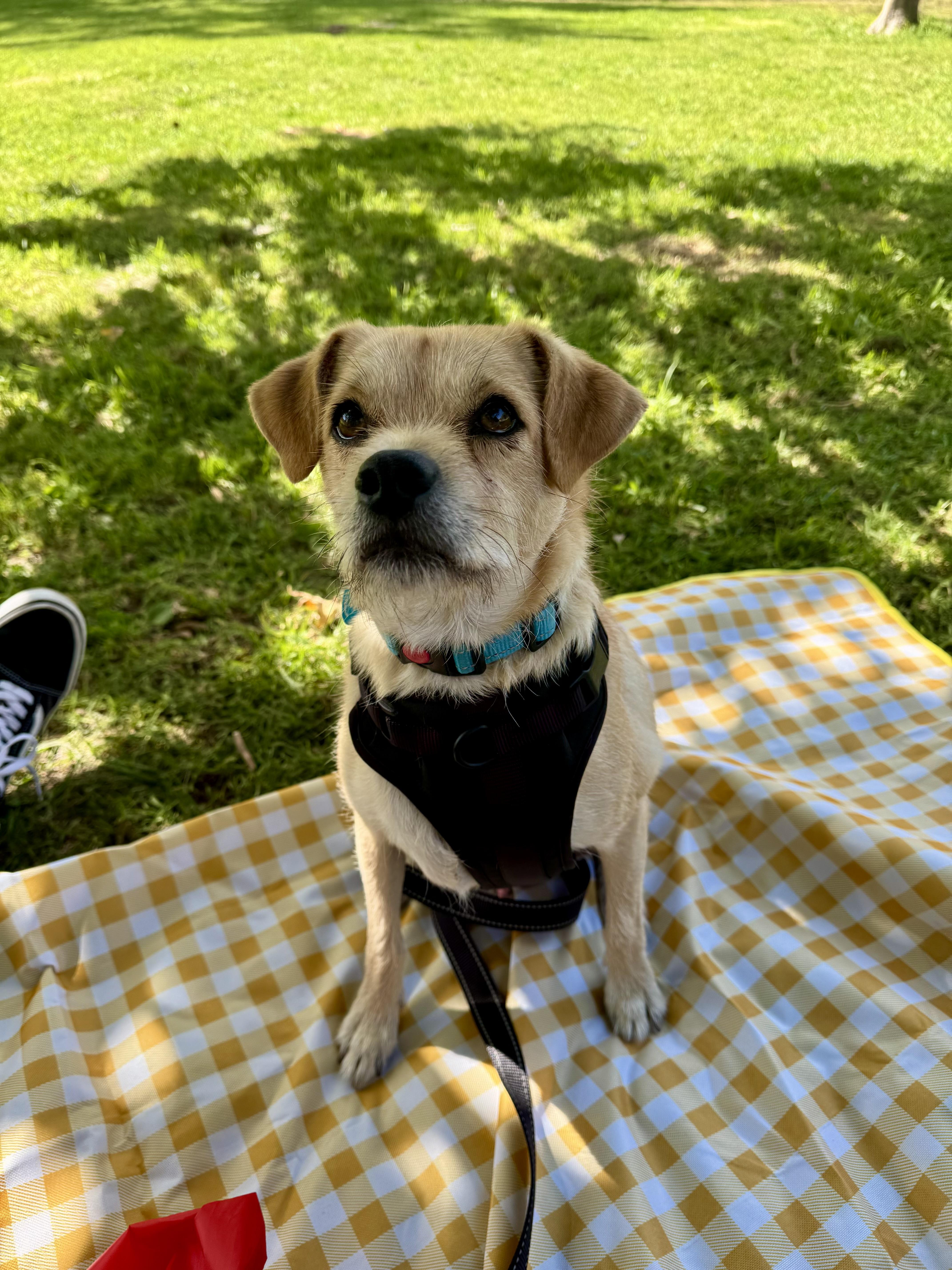 Wilbur, Adoptable, Young Male Terrier.
