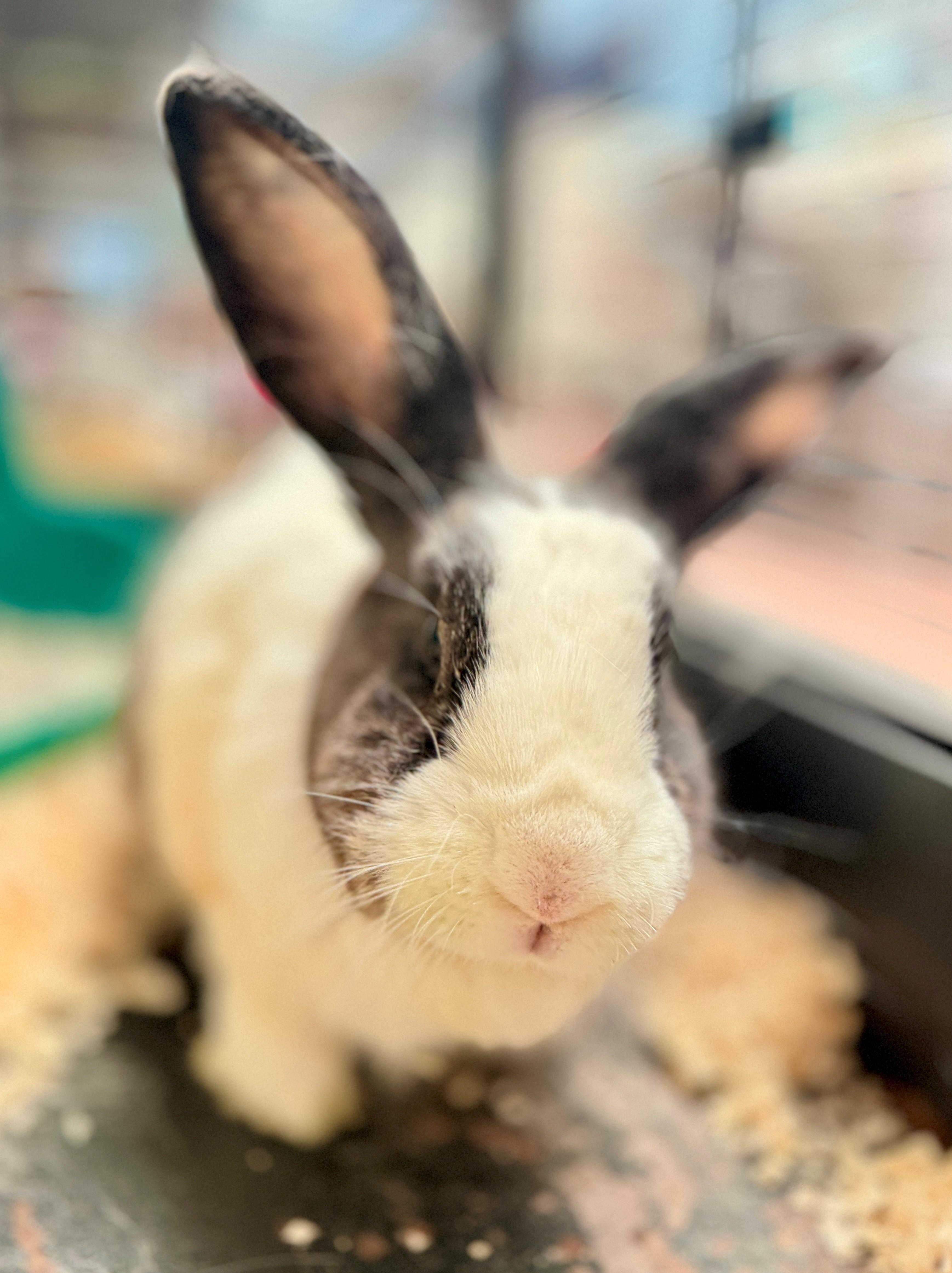 Enlarge Butternut, a Adopted mixed breed in Hamilton, ON image 3/4