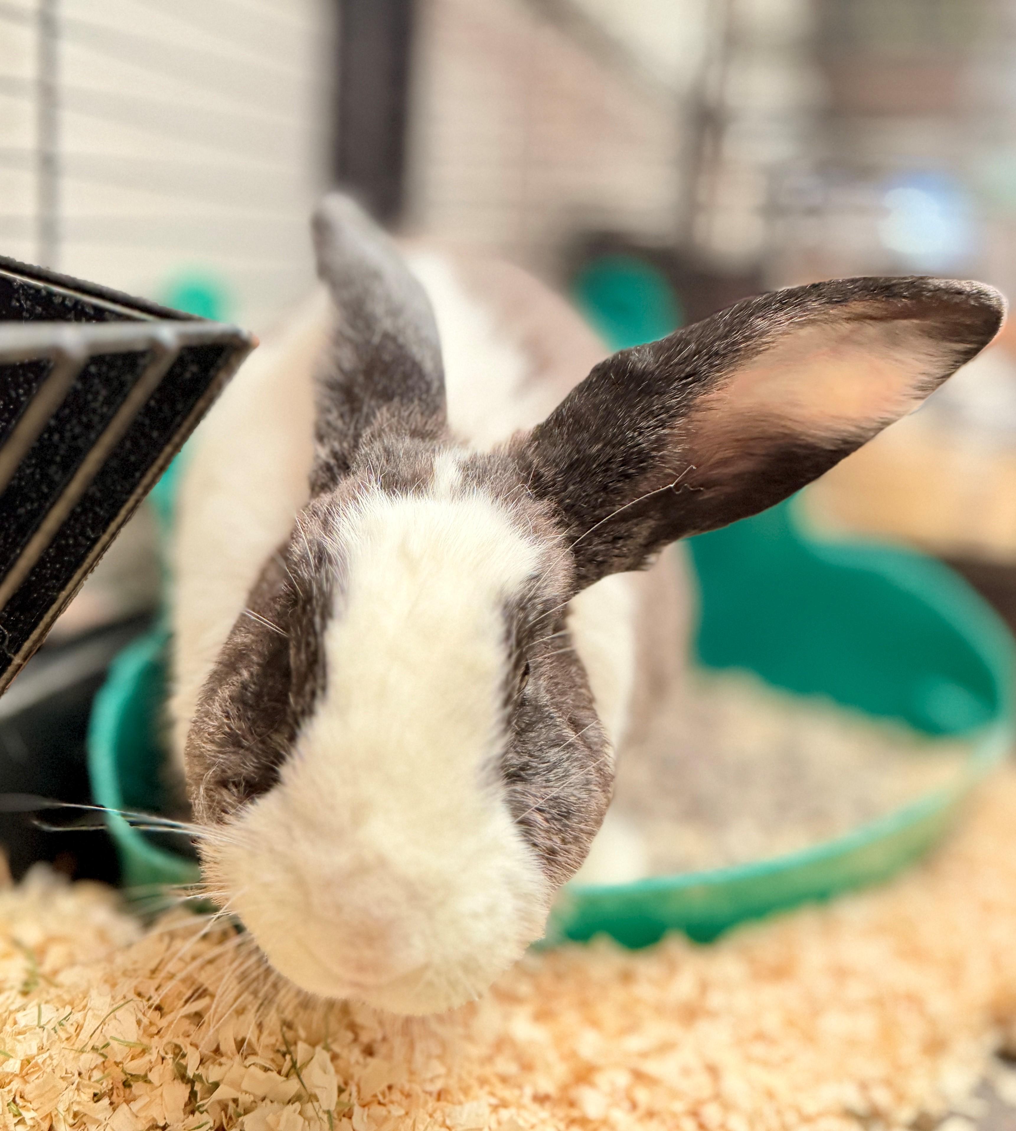 Enlarge Butternut, a Adopted mixed breed in Hamilton, ON image 1/4