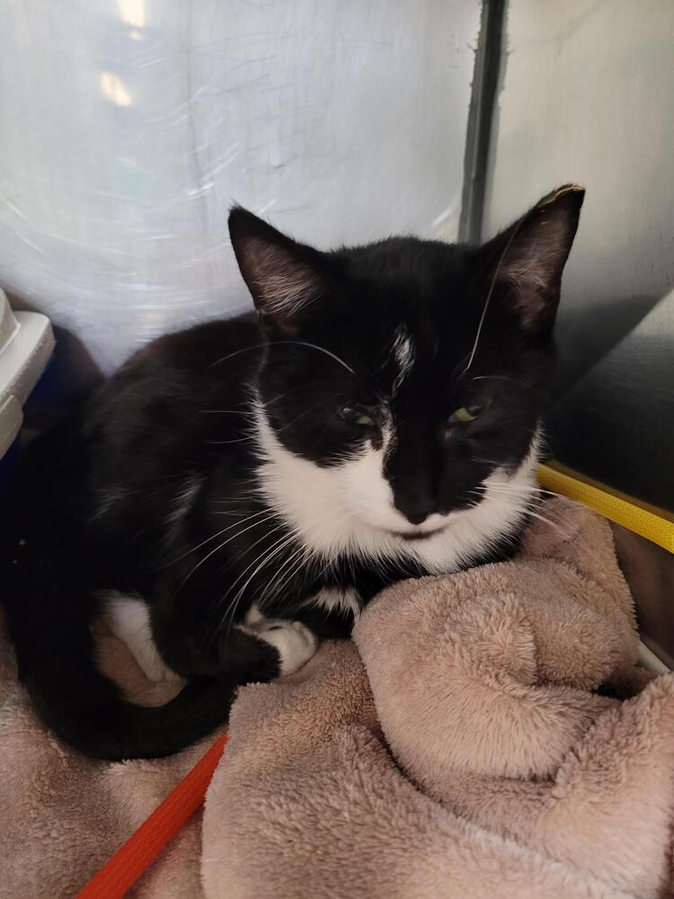 Enlarge Rose, a Adoptable mixed breed in Linton, IN image 1/1