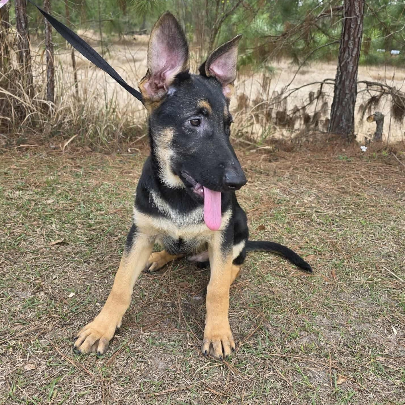 Enlarge Kravitz, an adopted mixed breed in Fort Wayne, IN image 6/6