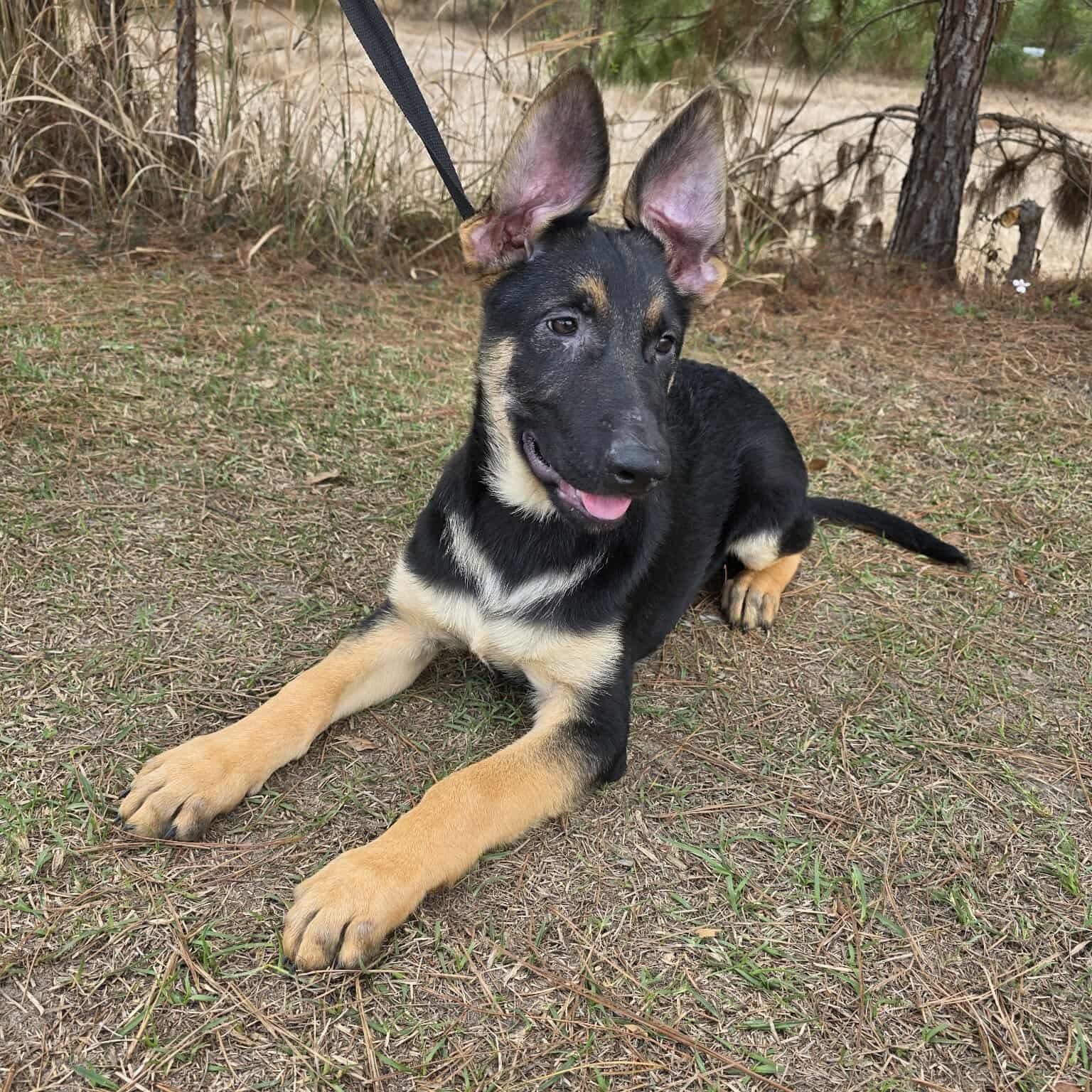 Enlarge Kravitz, an adopted mixed breed in Fort Wayne, IN image 5/6