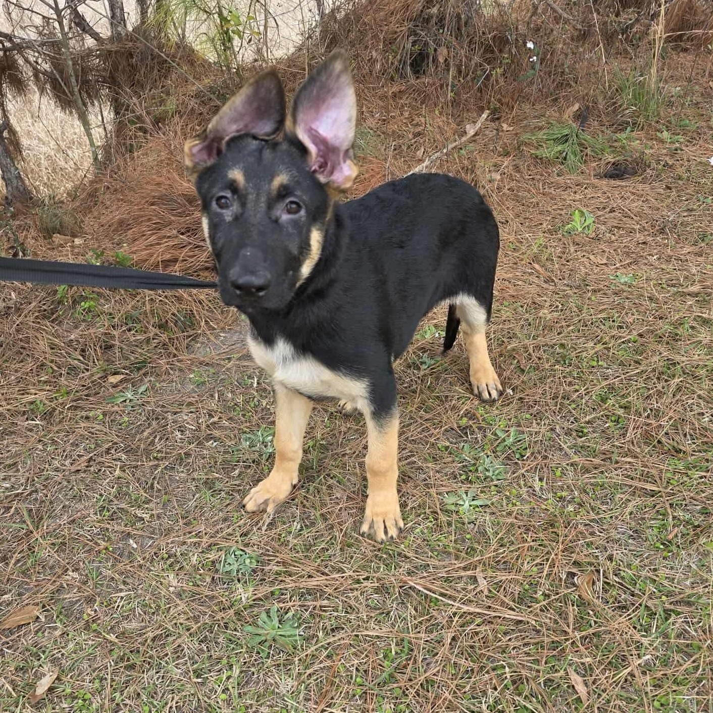 Enlarge Kravitz, an adopted mixed breed in Fort Wayne, IN image 4/6