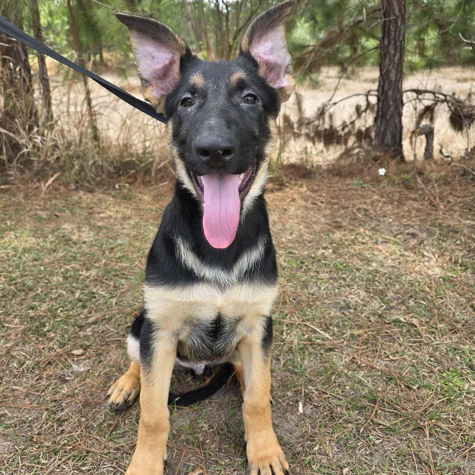 Enlarge Kravitz, an adopted mixed breed in Fort Wayne, IN image 3/6