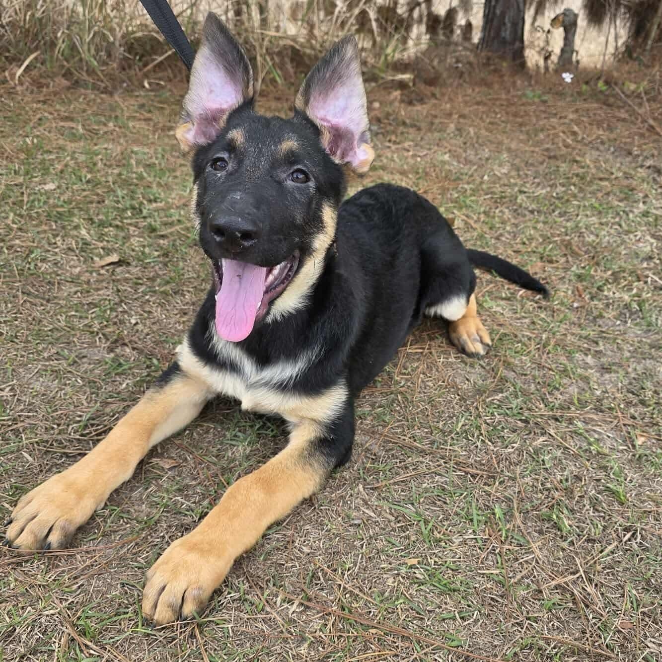 Kravitz, adopted, Puppy Male German Shepherd Dog.