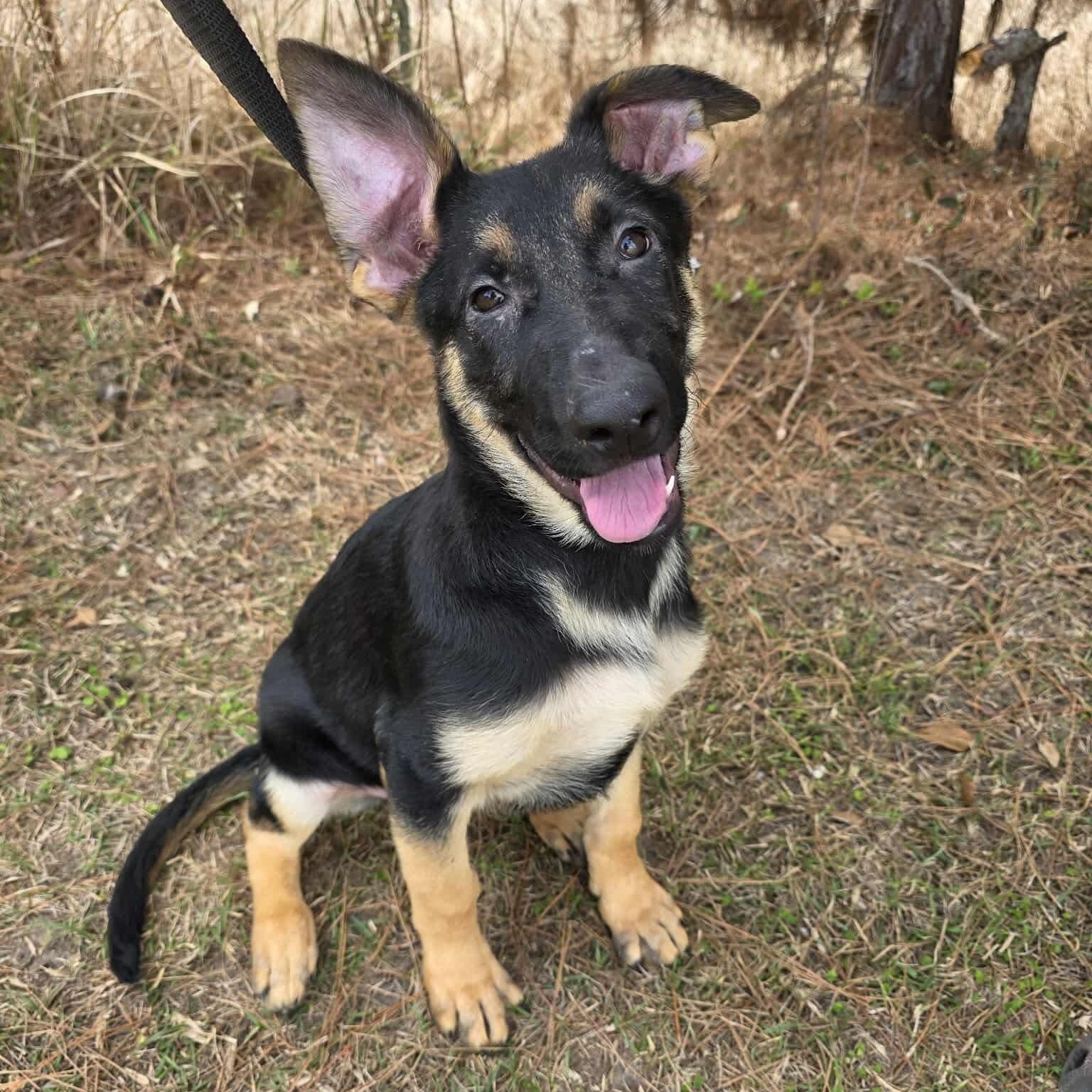 Enlarge Kravitz, an adopted mixed breed in Fort Wayne, IN image 2/6