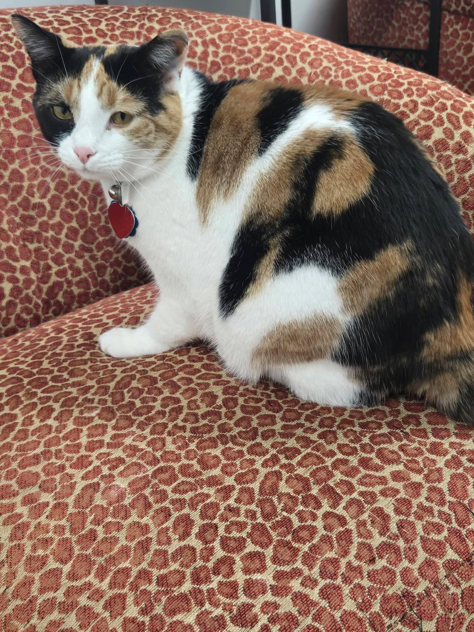 Cali, Adoptable, Adult Female Calico.