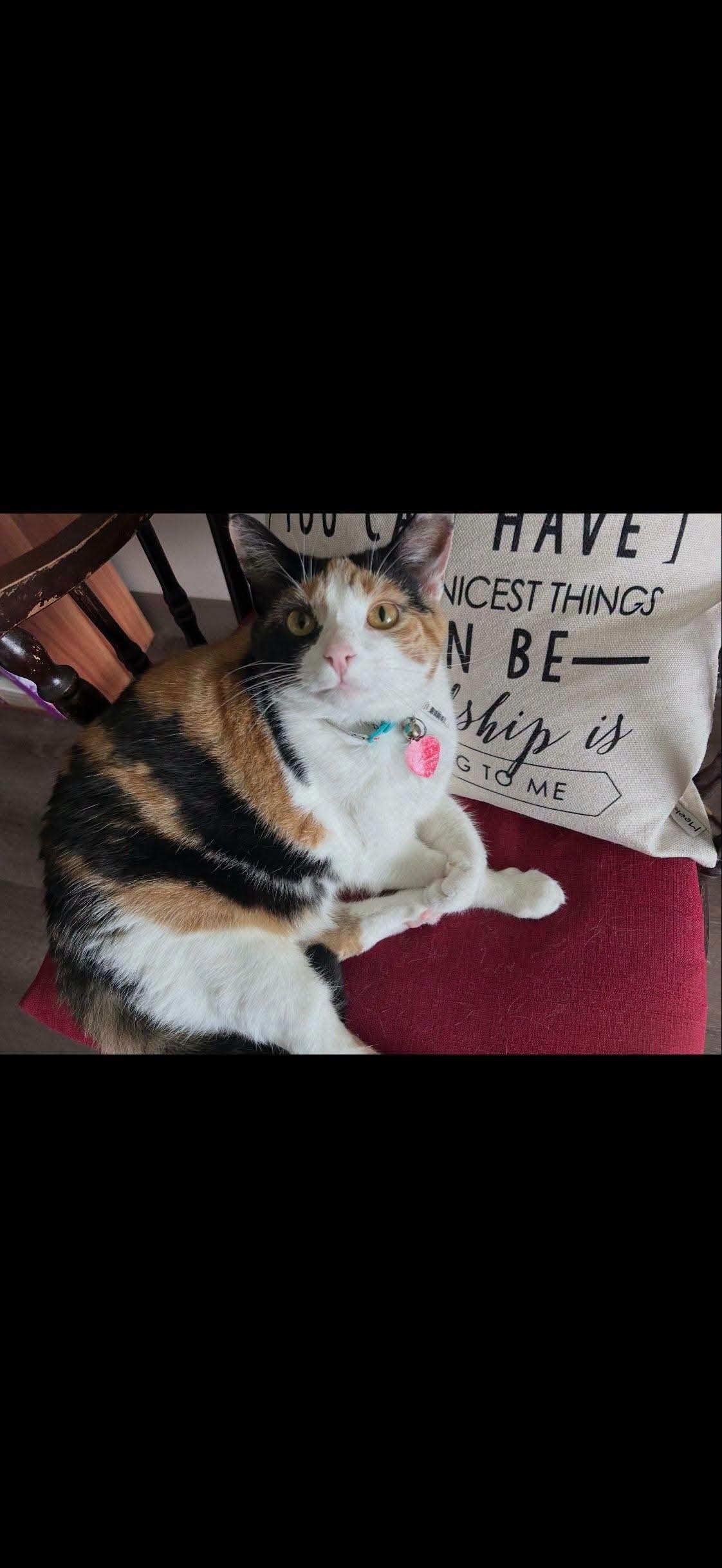 Enlarge Cali, a Adoptable Calico in Fairmont, WV image 2/3