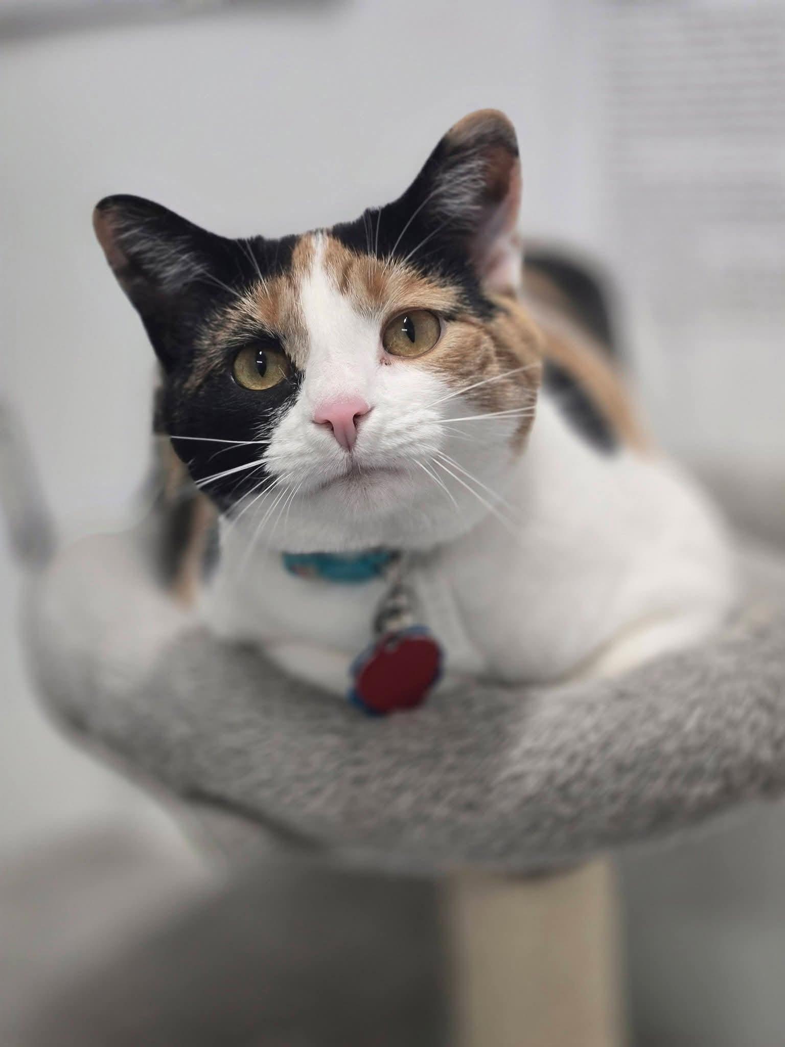 Enlarge Cali, a Adoptable Calico in Fairmont, WV image 3/3