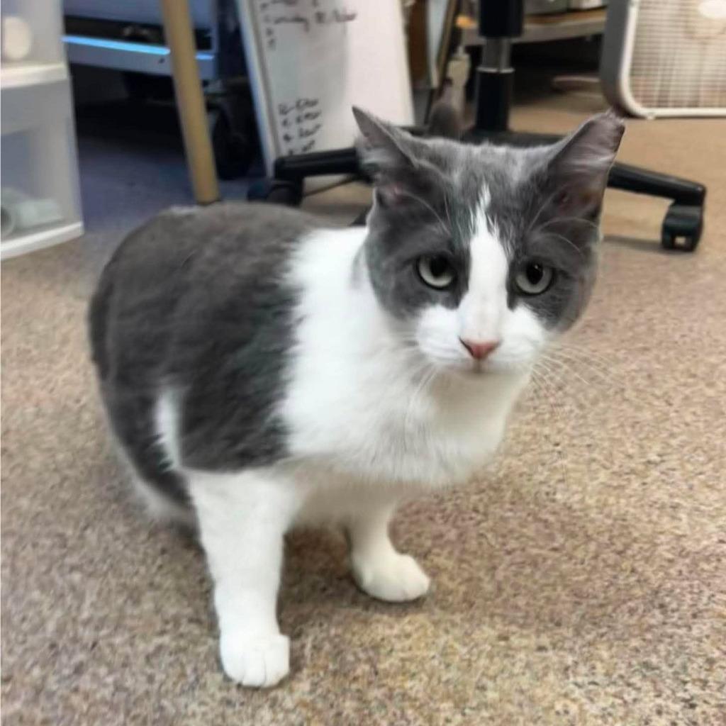 Mercedes, Adoptable, Adult Female Domestic Short Hair.