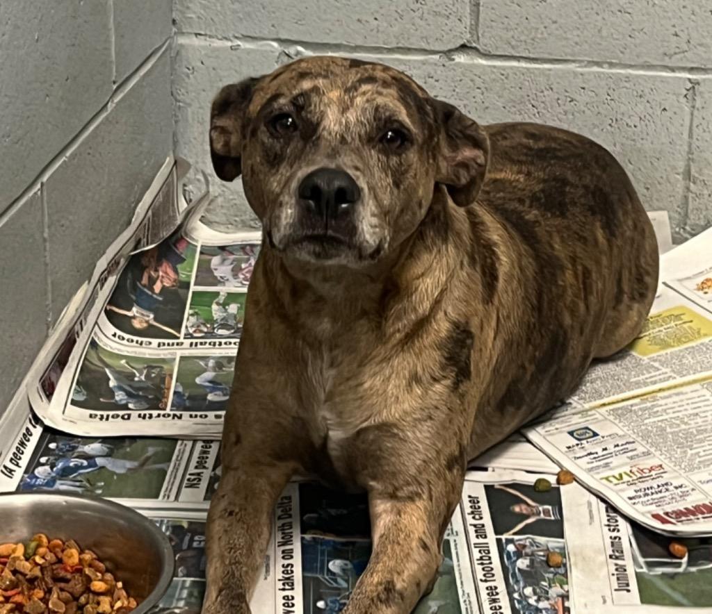 Enlarge Nash, a Adoptable Catahoula Leopard Dog in Greenwood, MS image 1/3