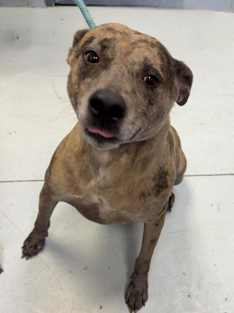 Enlarge Nash, a Adoptable Catahoula Leopard Dog in Greenwood, MS image 2/3