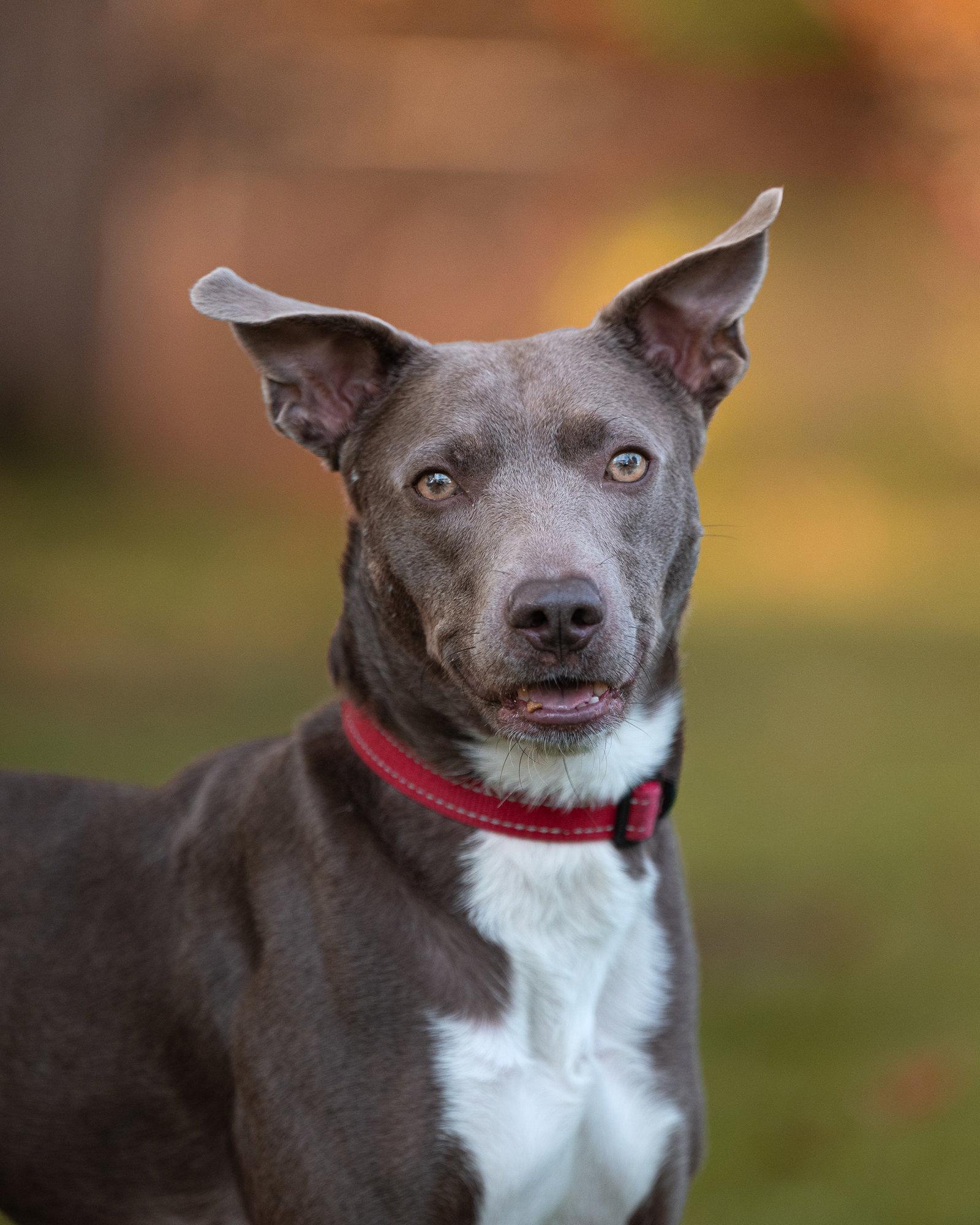 JASMINE, Adoptable, Adult Female Retriever.