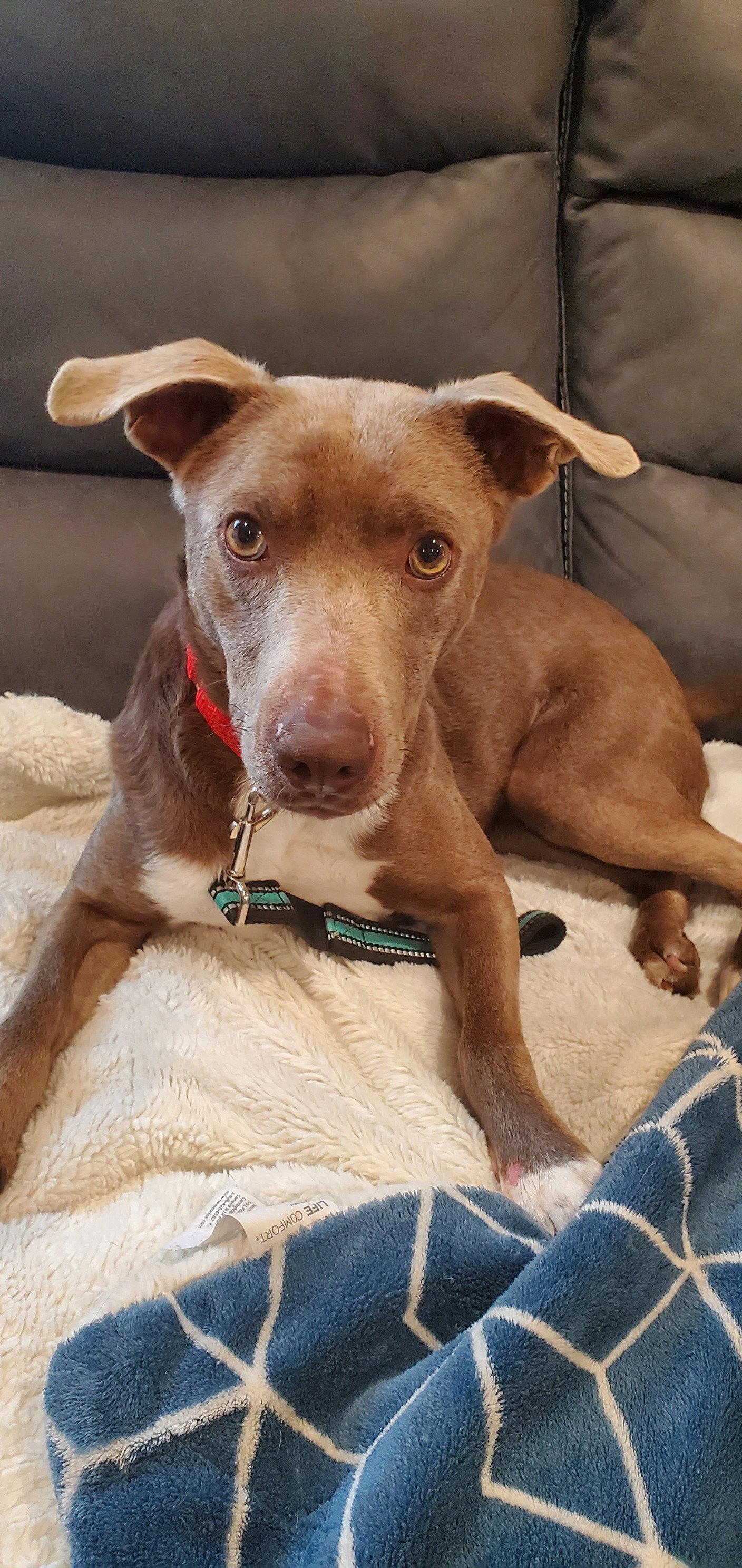 Enlarge JASMINE, a Adoptable Retriever in Holbrook, NY image 3/3