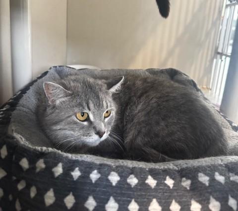 Reva, a ADOPTABLE Domestic Short Hair in Hutchinson, MN image 3/5