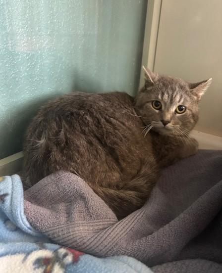 Reva, ADOPTABLE, Adult Female Domestic Short Hair.