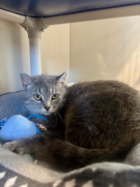 Reva, a ADOPTABLE Domestic Short Hair in Hutchinson, MN image 2/5