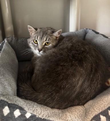 Reva, a ADOPTABLE Domestic Short Hair in Hutchinson, MN image 4/5