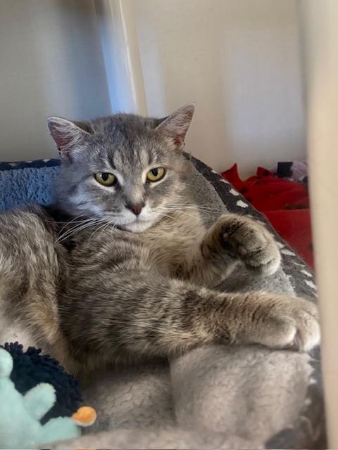 Reva, ADOPTABLE, Adult Female Domestic Short Hair.