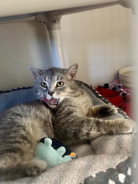 Reva, a ADOPTABLE Domestic Short Hair in Hutchinson, MN image 5/5