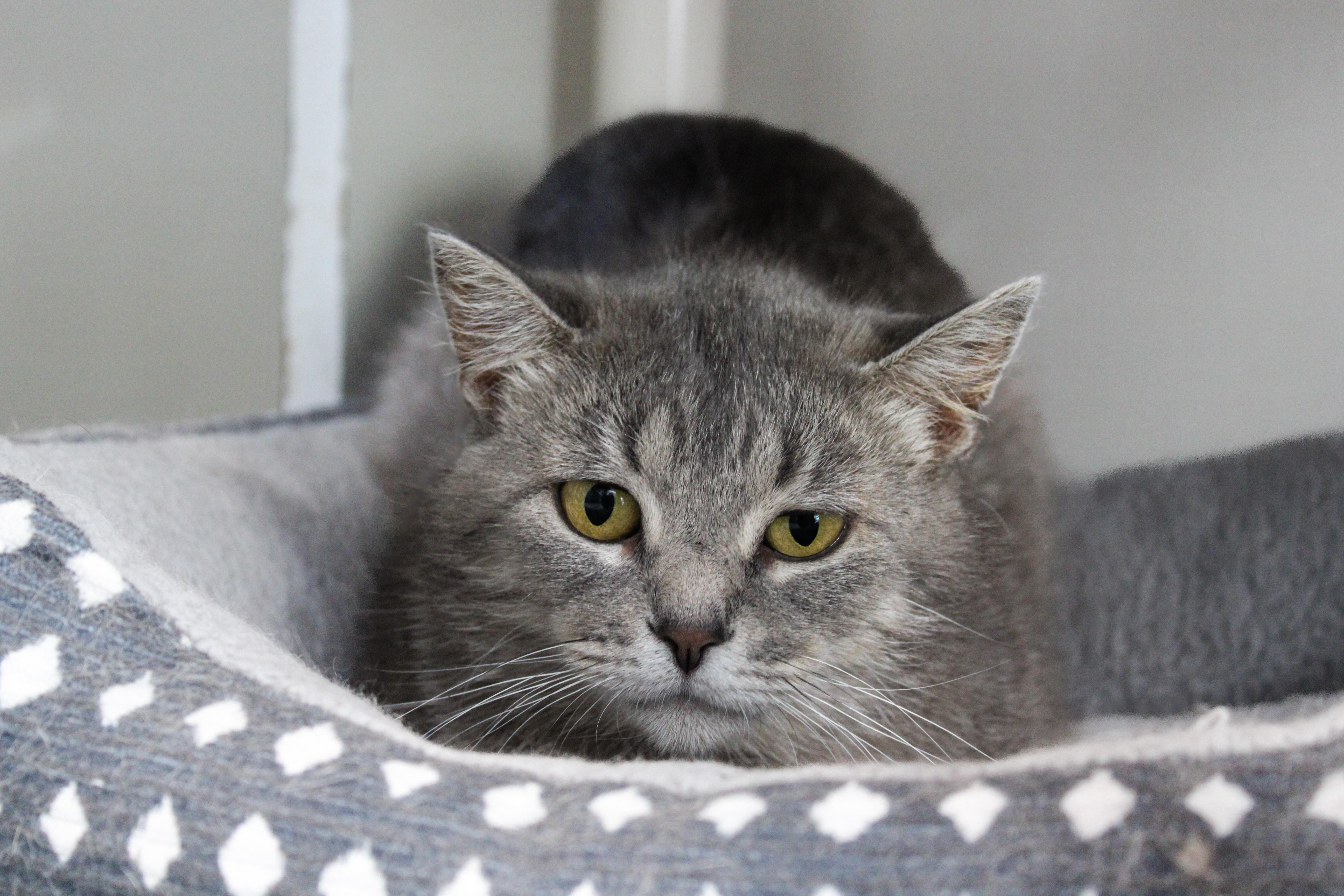 Reva, ADOPTABLE, Adult Female Domestic Short Hair.