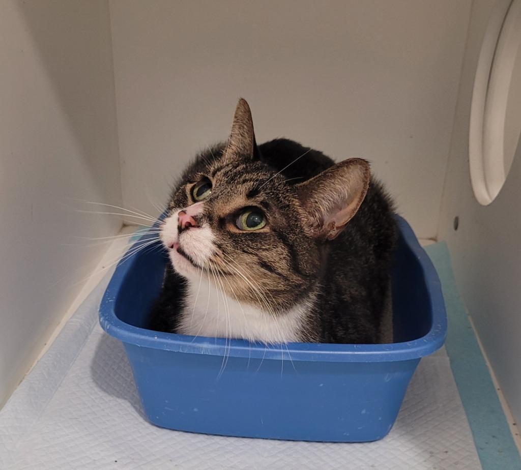 Timone, Adoptable, Senior Male Domestic Short Hair.
