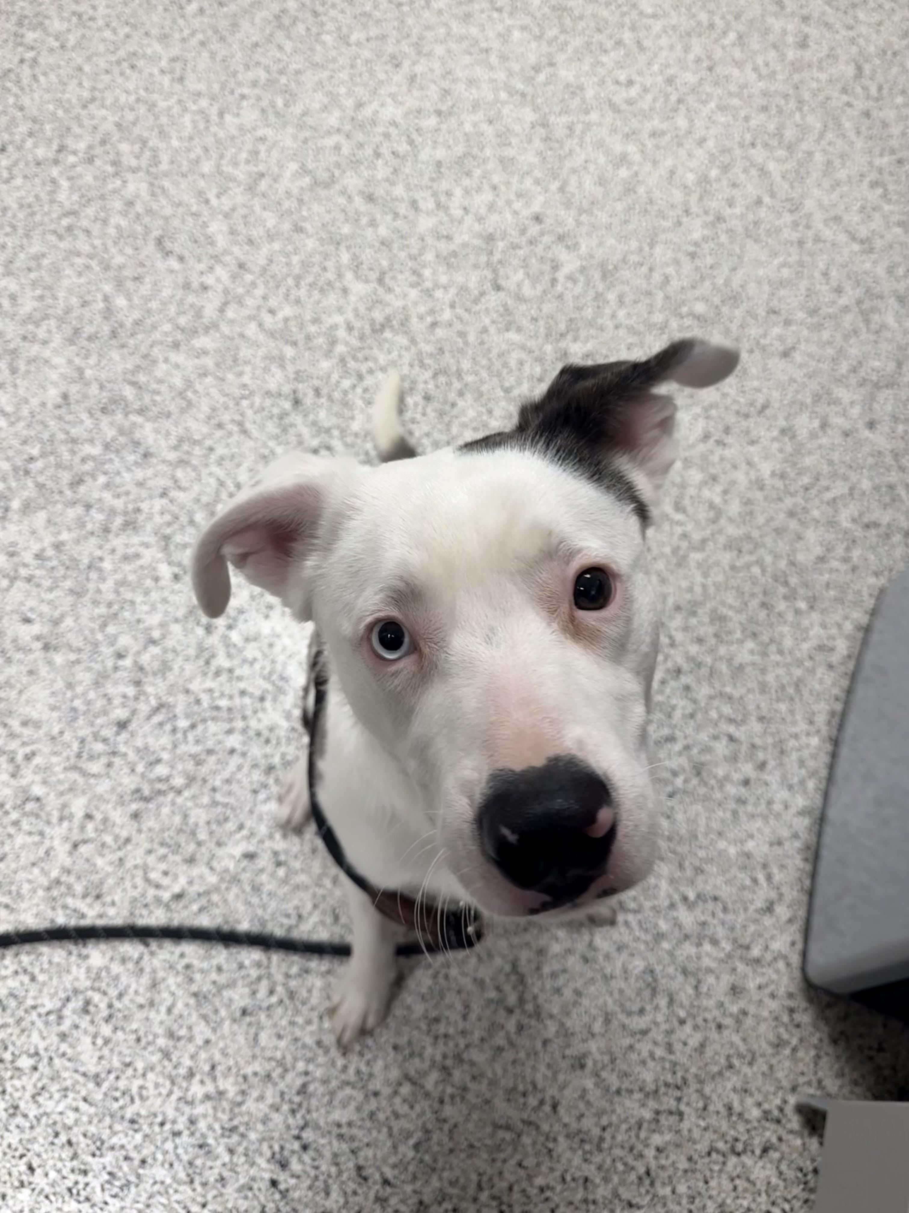 Enlarge Pickles, a ADOPTABLE Australian Shepherd in Liberty, MO image 2/4