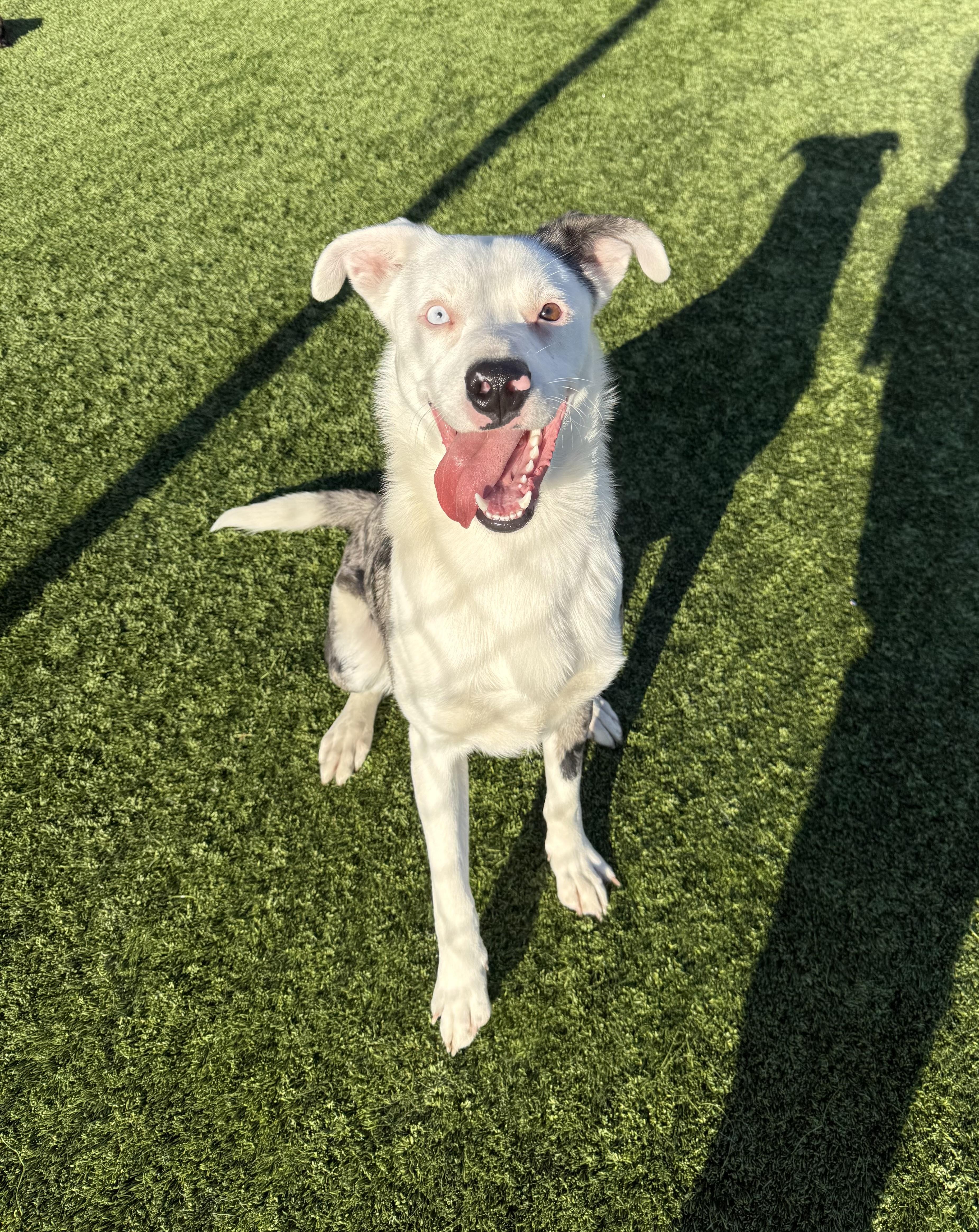 Pickles, ADOPTABLE, Young Male Australian Shepherd.
