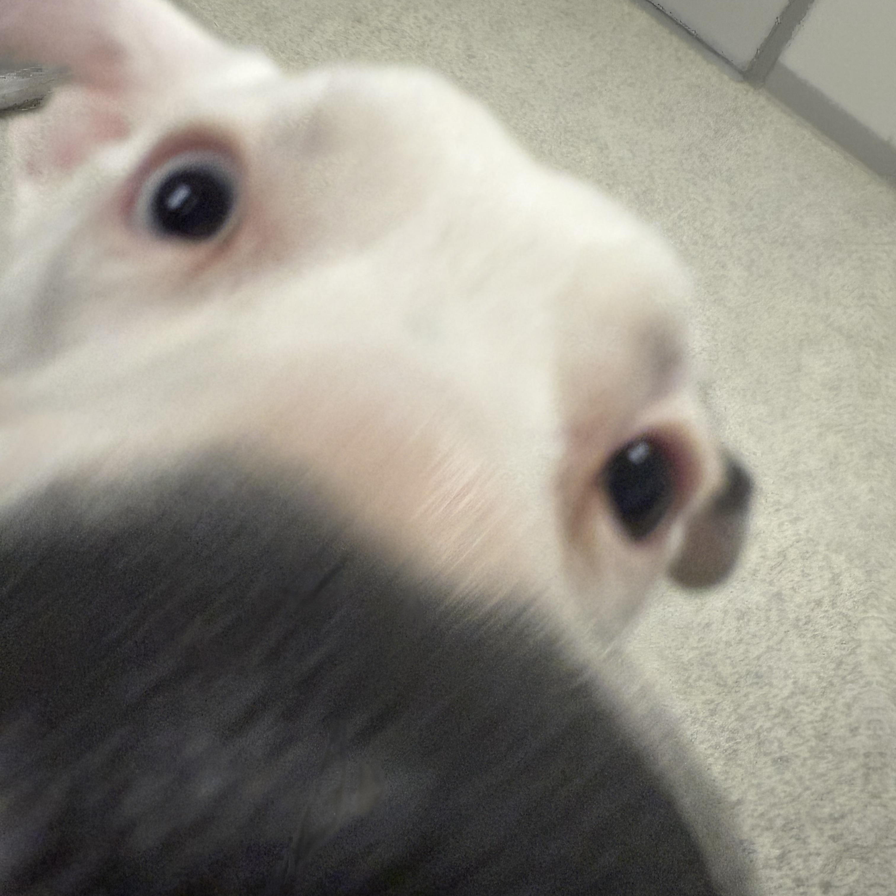 Enlarge Pickles, a ADOPTABLE Australian Shepherd in Liberty, MO image 4/4