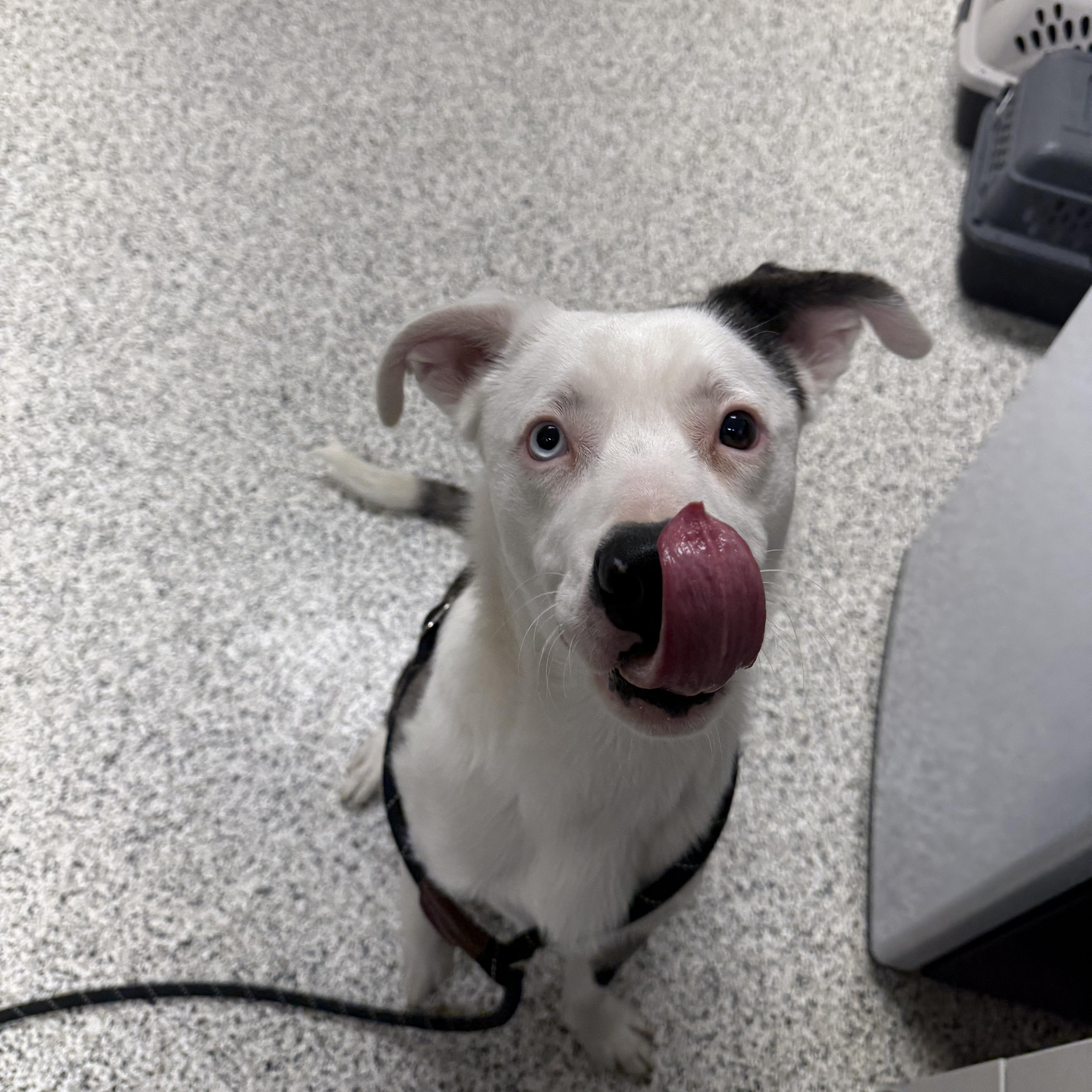 Enlarge Pickles, a ADOPTABLE Australian Shepherd in Liberty, MO image 3/4