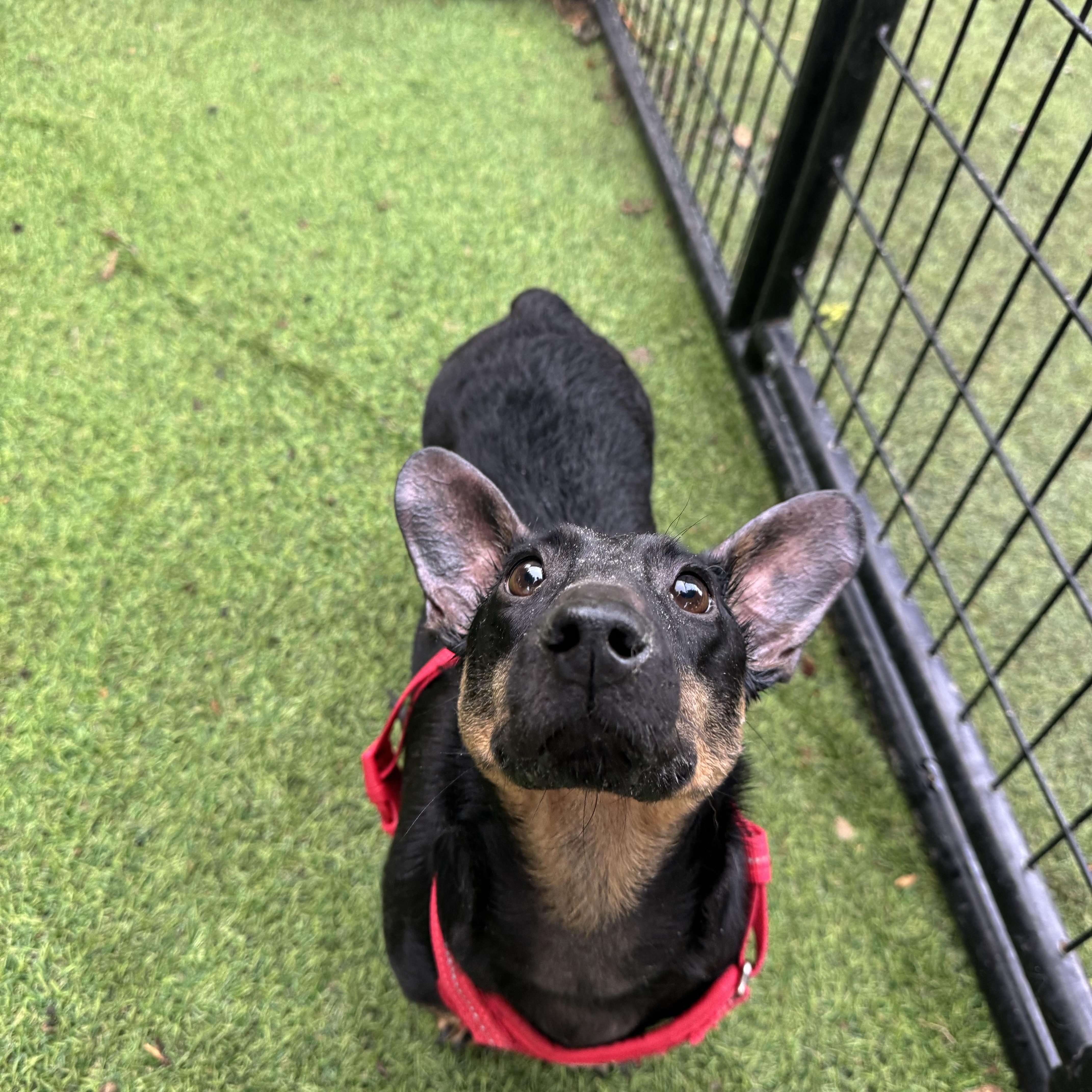 Enlarge Pinky pie, a Adoptable mixed breed in RUSSIAVILLE, IN image 1/3