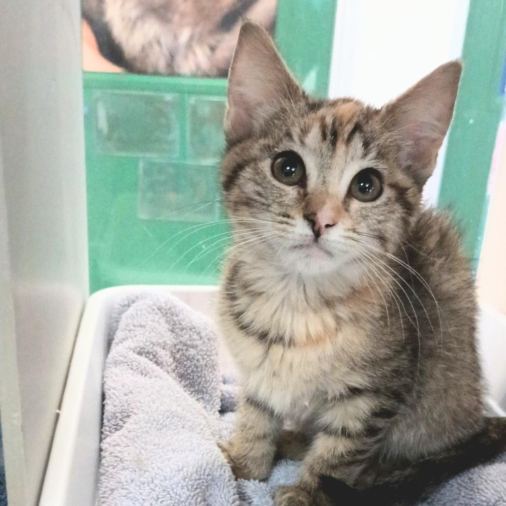 Chili Bug — thumbnail 2