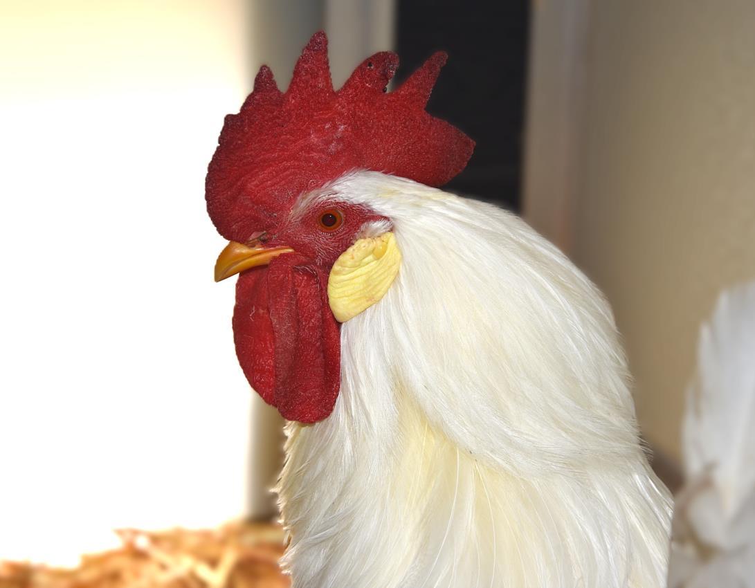 ALFREDO, Adoptable, Young Male Chicken.