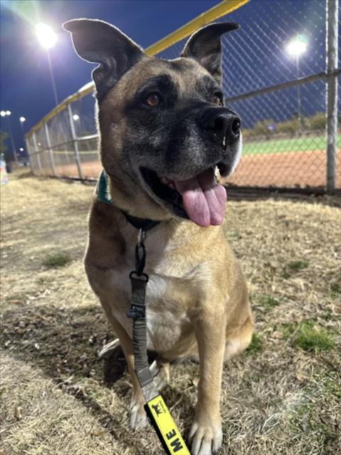 TERI, Adoptable, Adult Male German Shepherd Dog.